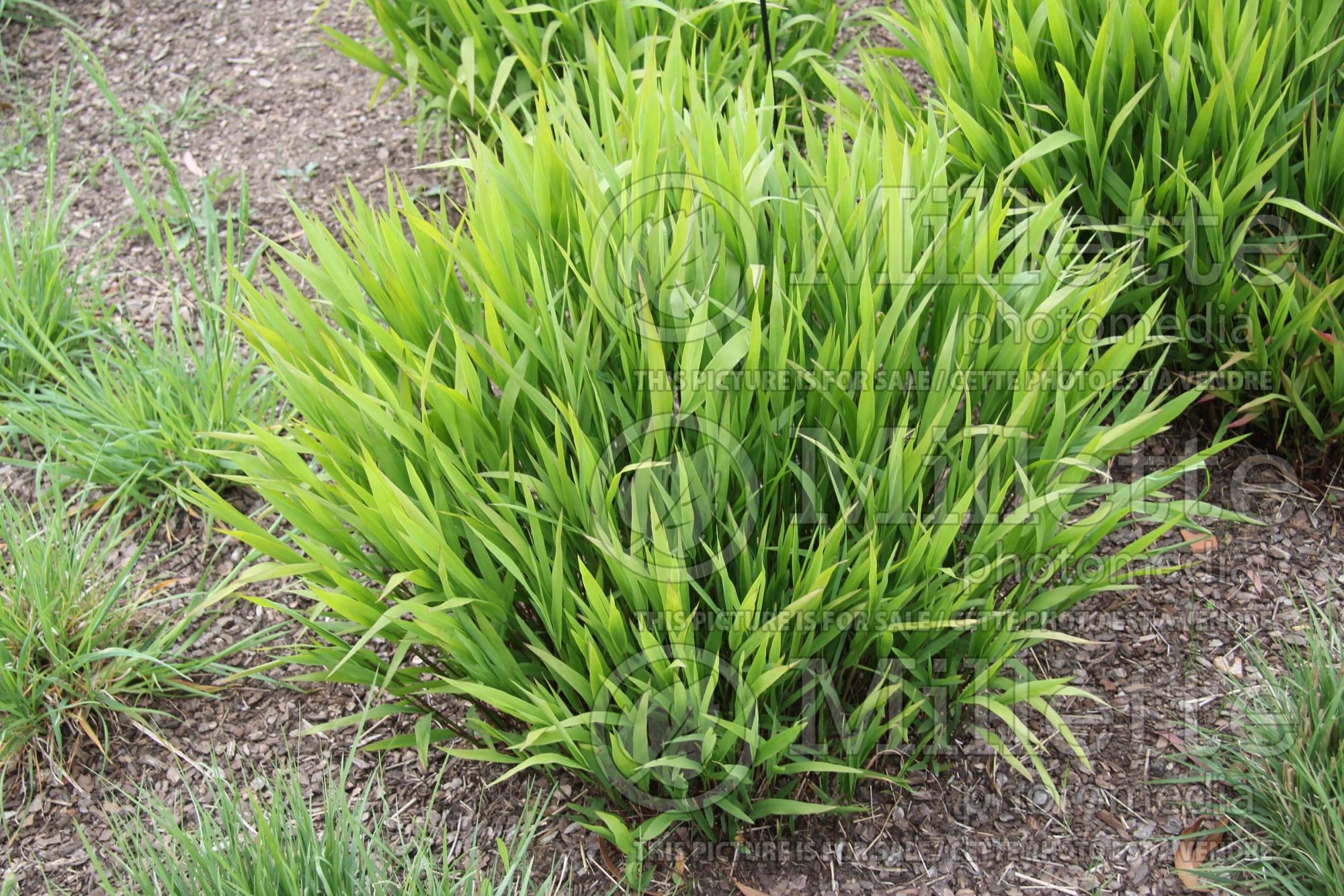 Chasmanthium latifolium (Indian woodoats ornamental grass) 5