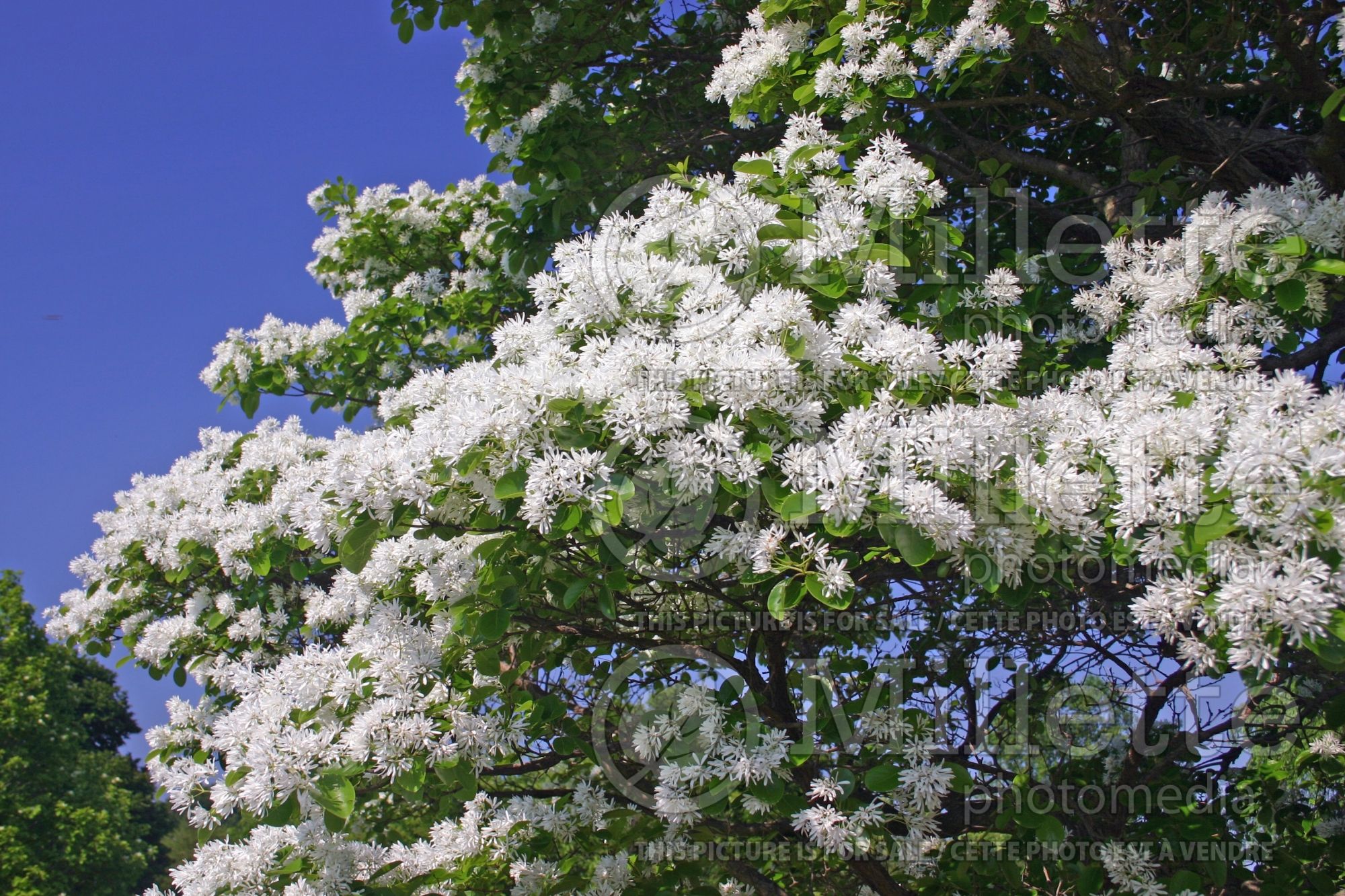 Chionanthus retusus (Chinese fringe tree) 3