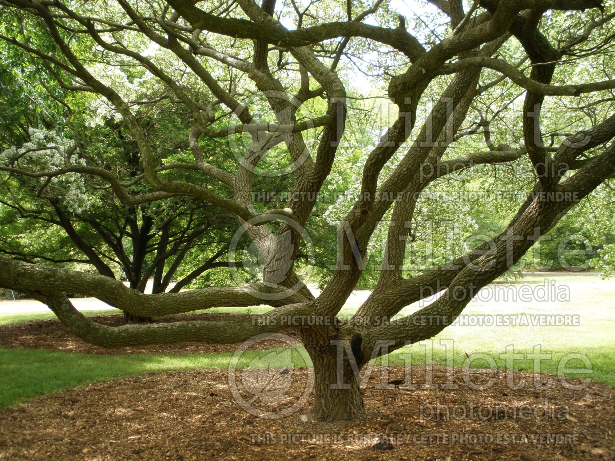 Chionanthus retusus (Chinese fringe tree) 4