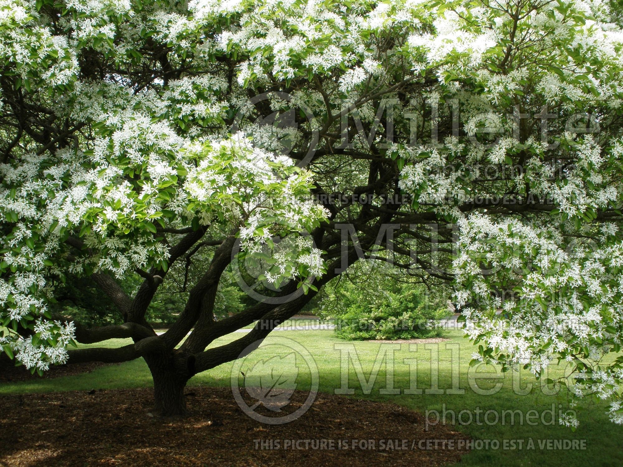 Chionanthus retusus (Chinese fringe tree) 1