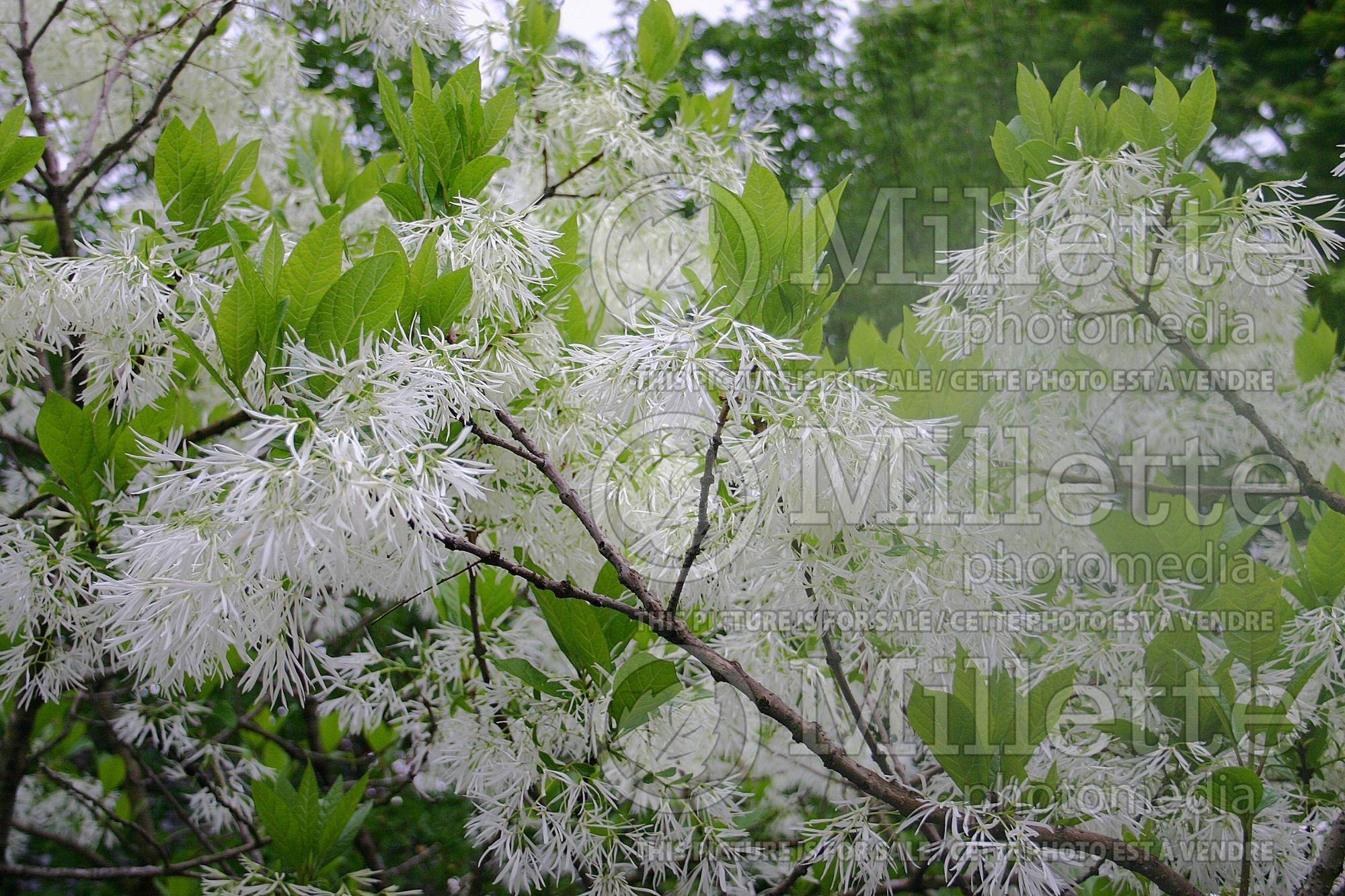Chionanthus virginicus (Fringetree) 5