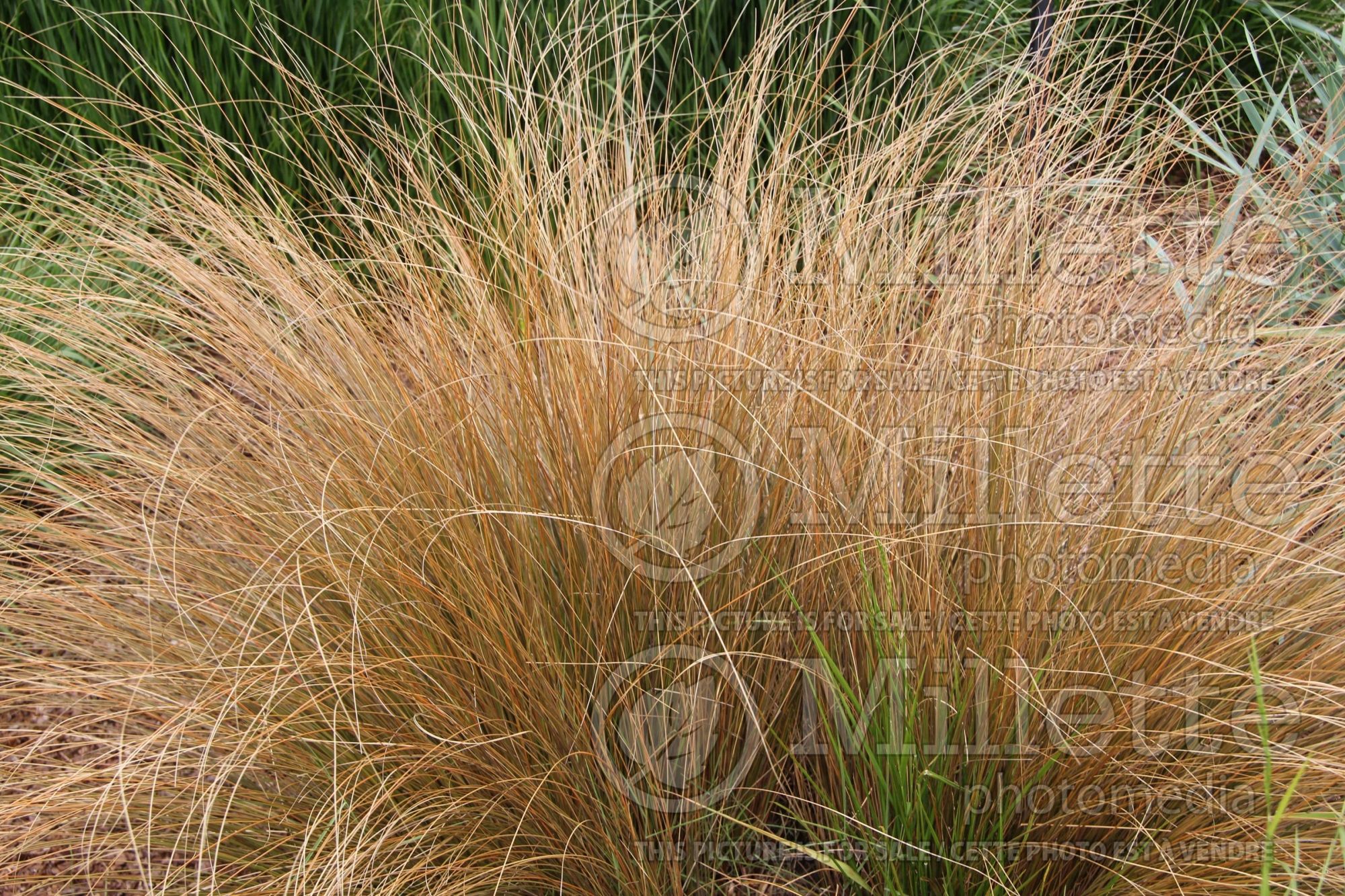 Chionochloa rubra (red tussock grass) 4