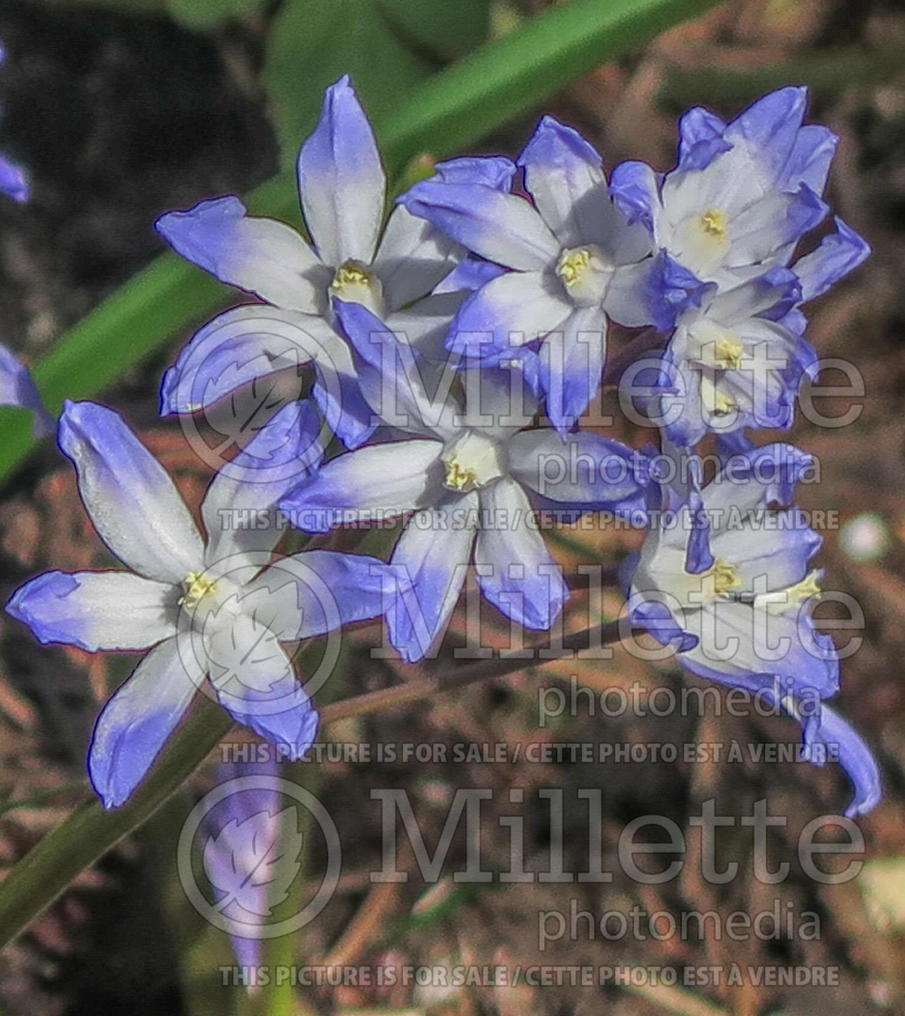 Chionodoxa forbesii (Glory of the snow) 1