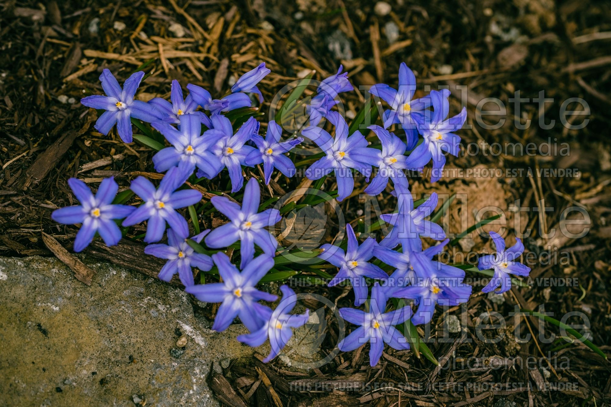 Chionodoxa luciliae (Glory of the snow) 3