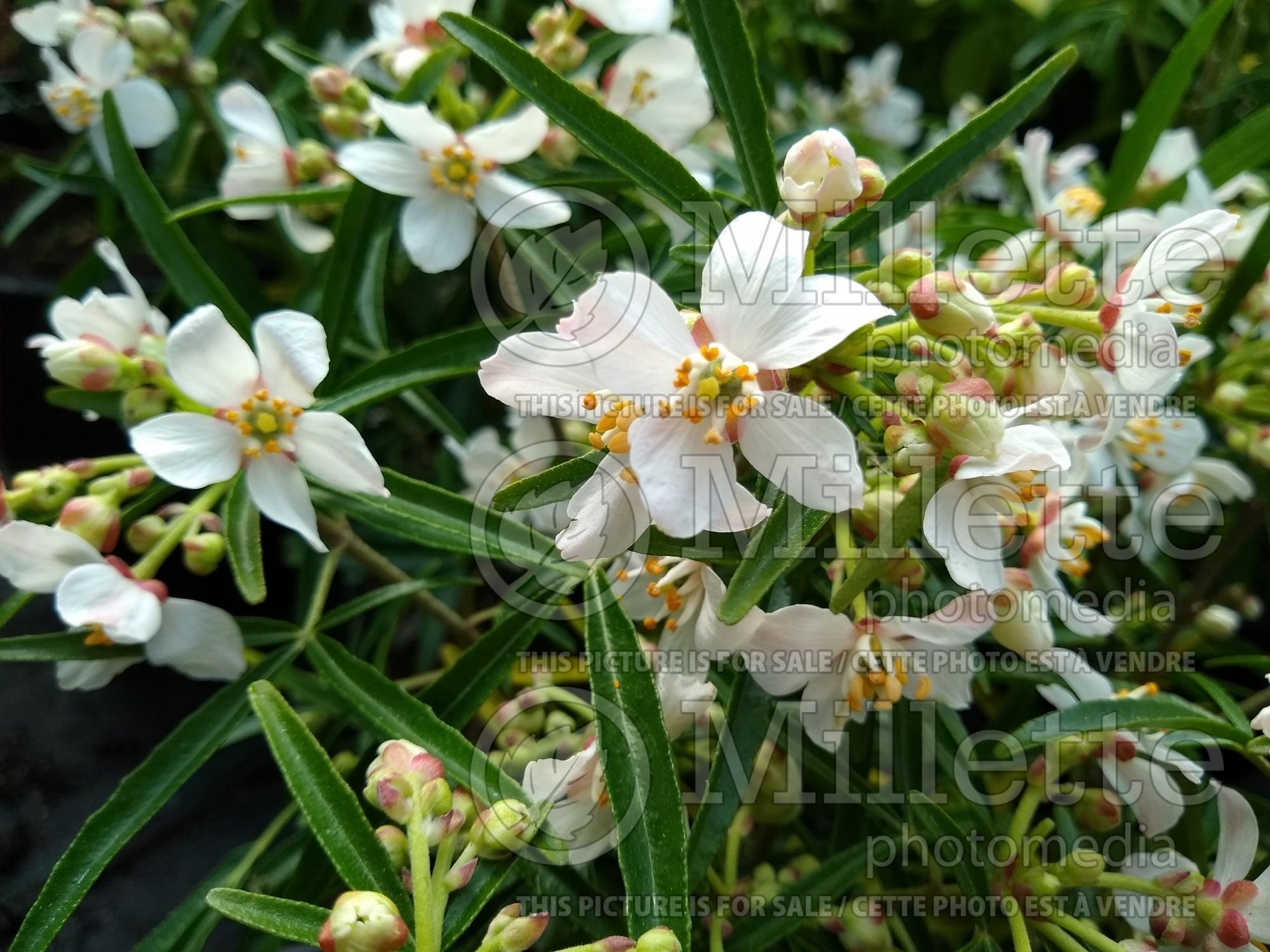Choisya Aztec Pearl (Mexican orange blossom) 1