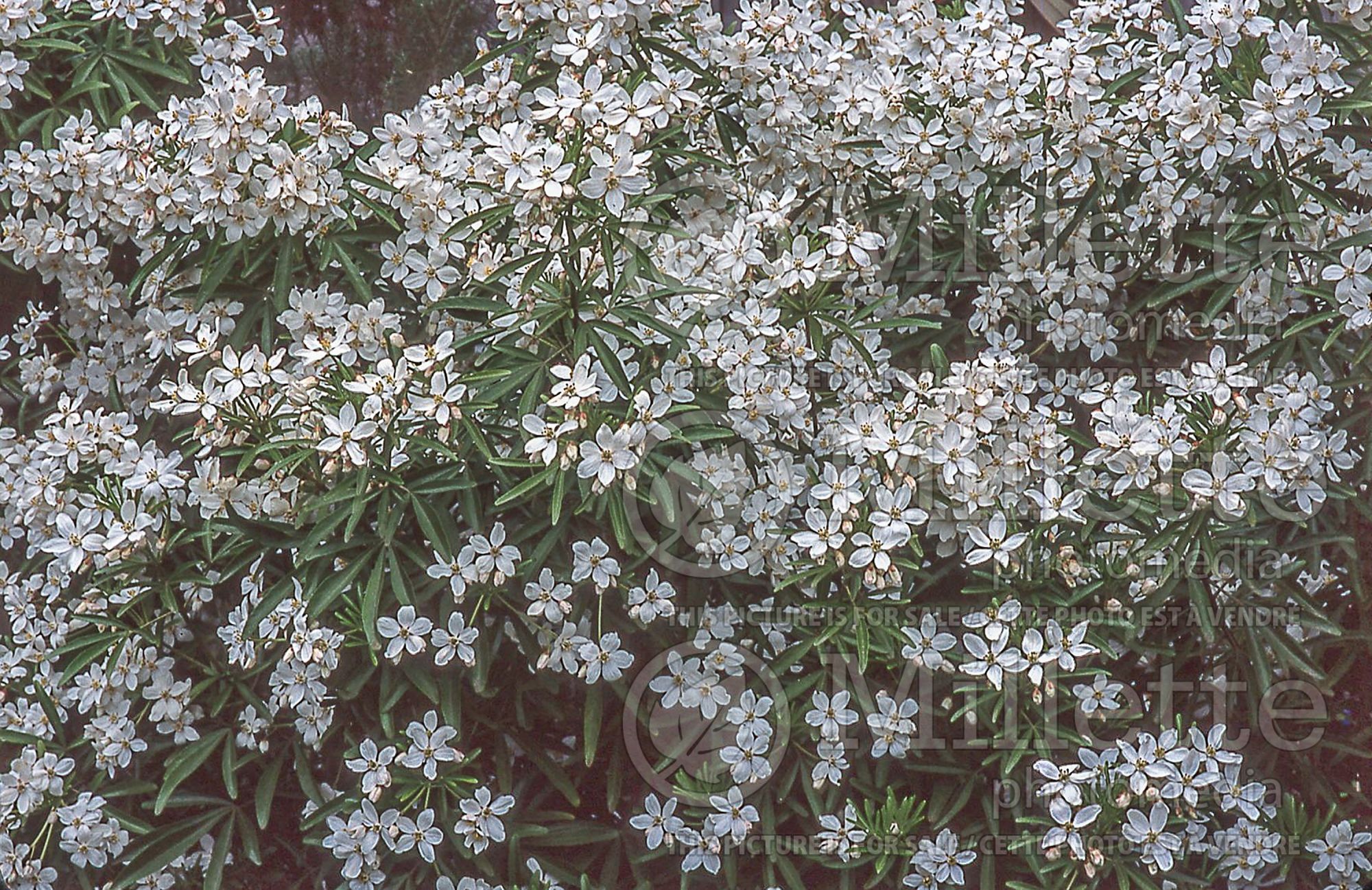 Choisya Aztec Pearl (Mexican orange blossom) 3