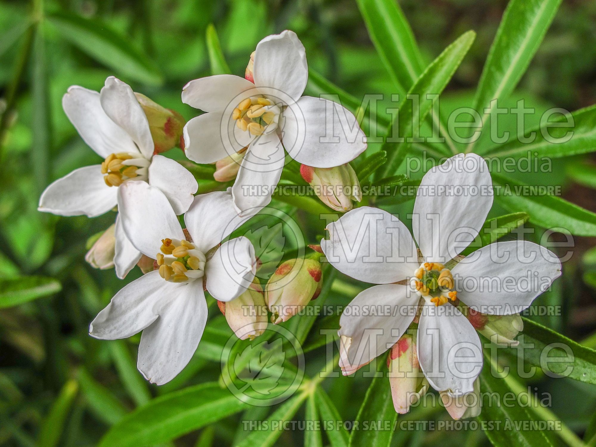 Choisya Aztec Pearl (Mexican orange blossom) 4