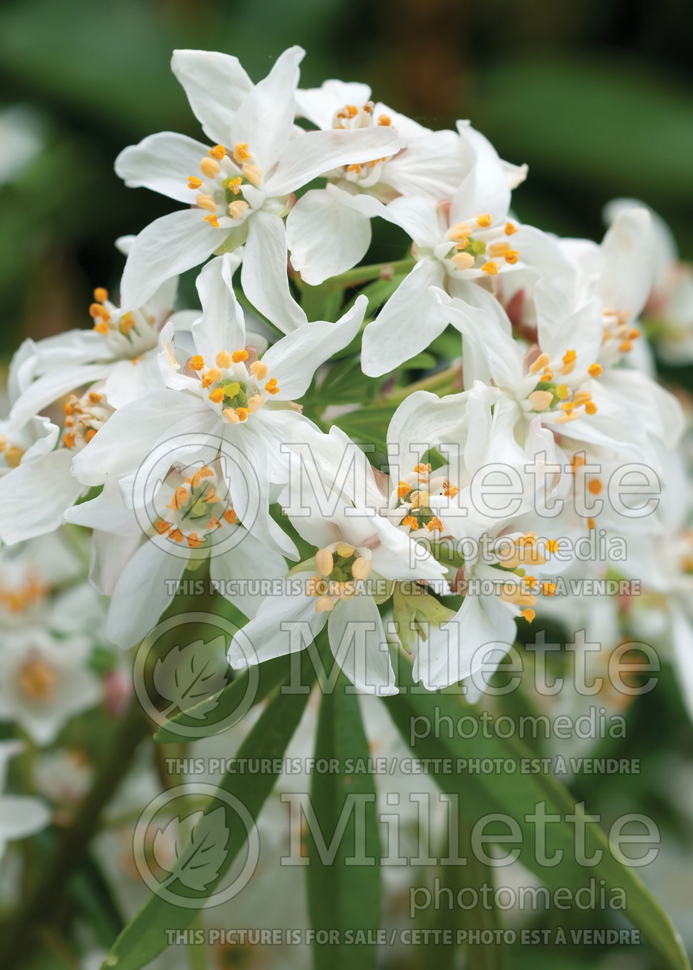 Choisya Aztec Pearl (Mexican orange blossom) 2