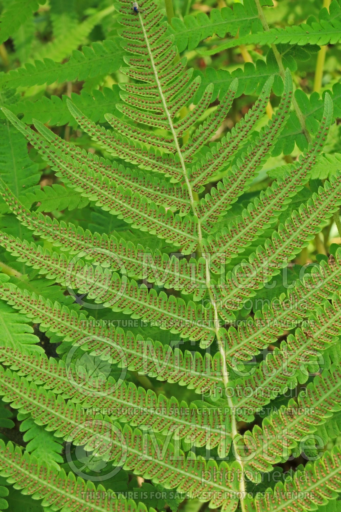 Christella kunthii aka Thelypteris normalis (maiden ferns -