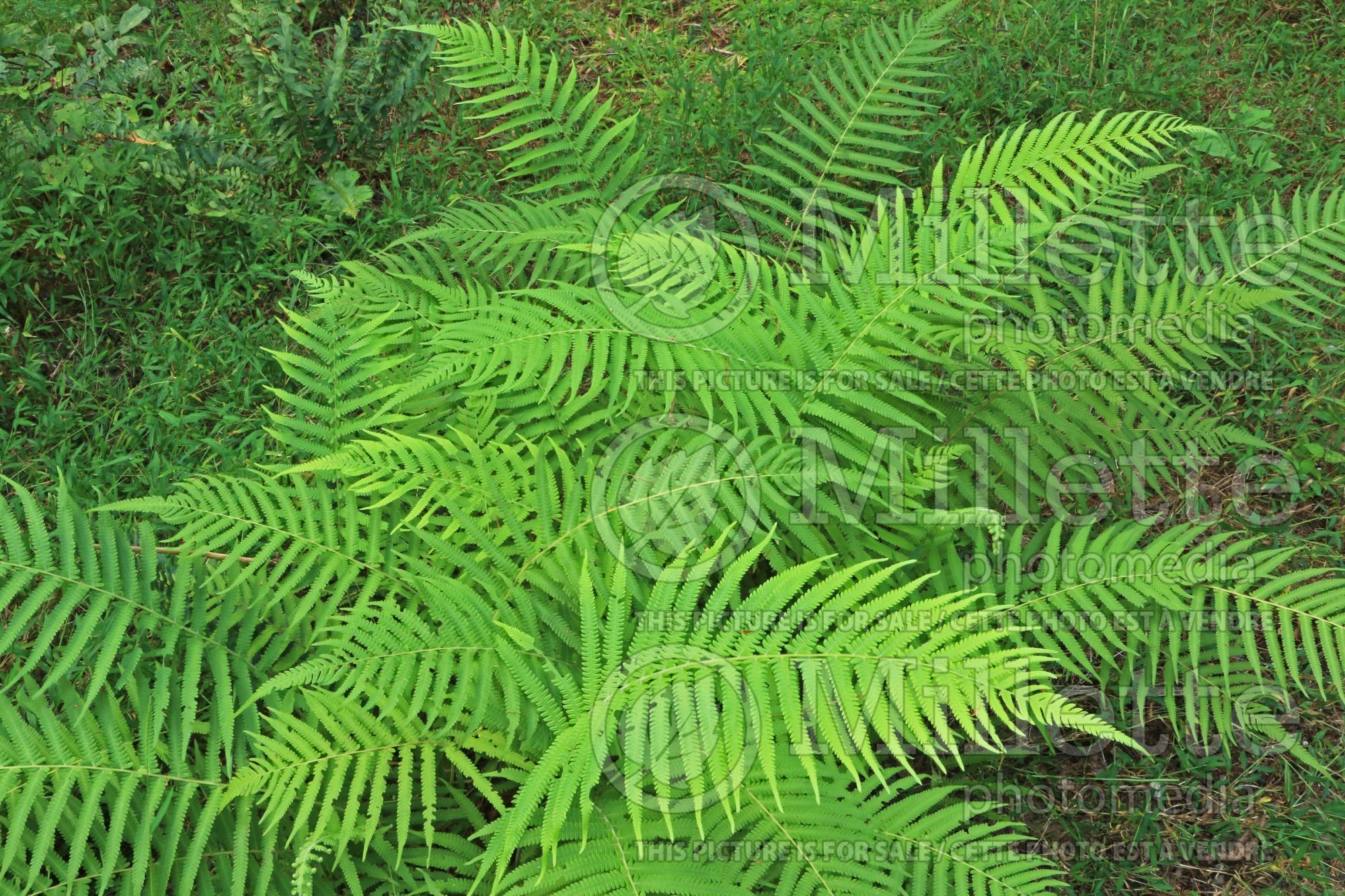 Christella kunthii aka Thelypteris normalis (maiden ferns - fougère) 2