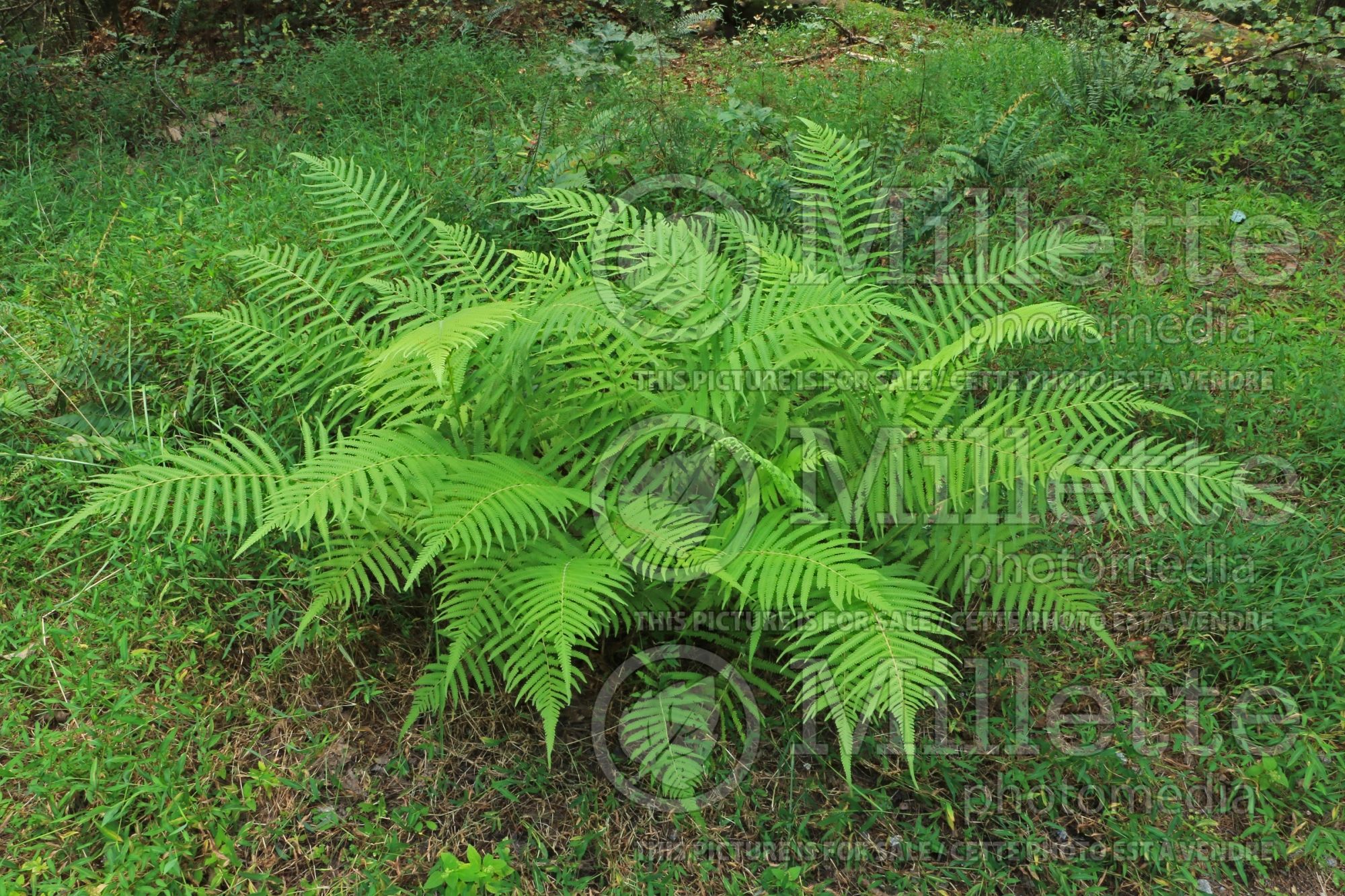 Christella kunthii aka Thelypteris normalis (maiden ferns - fougère) 3