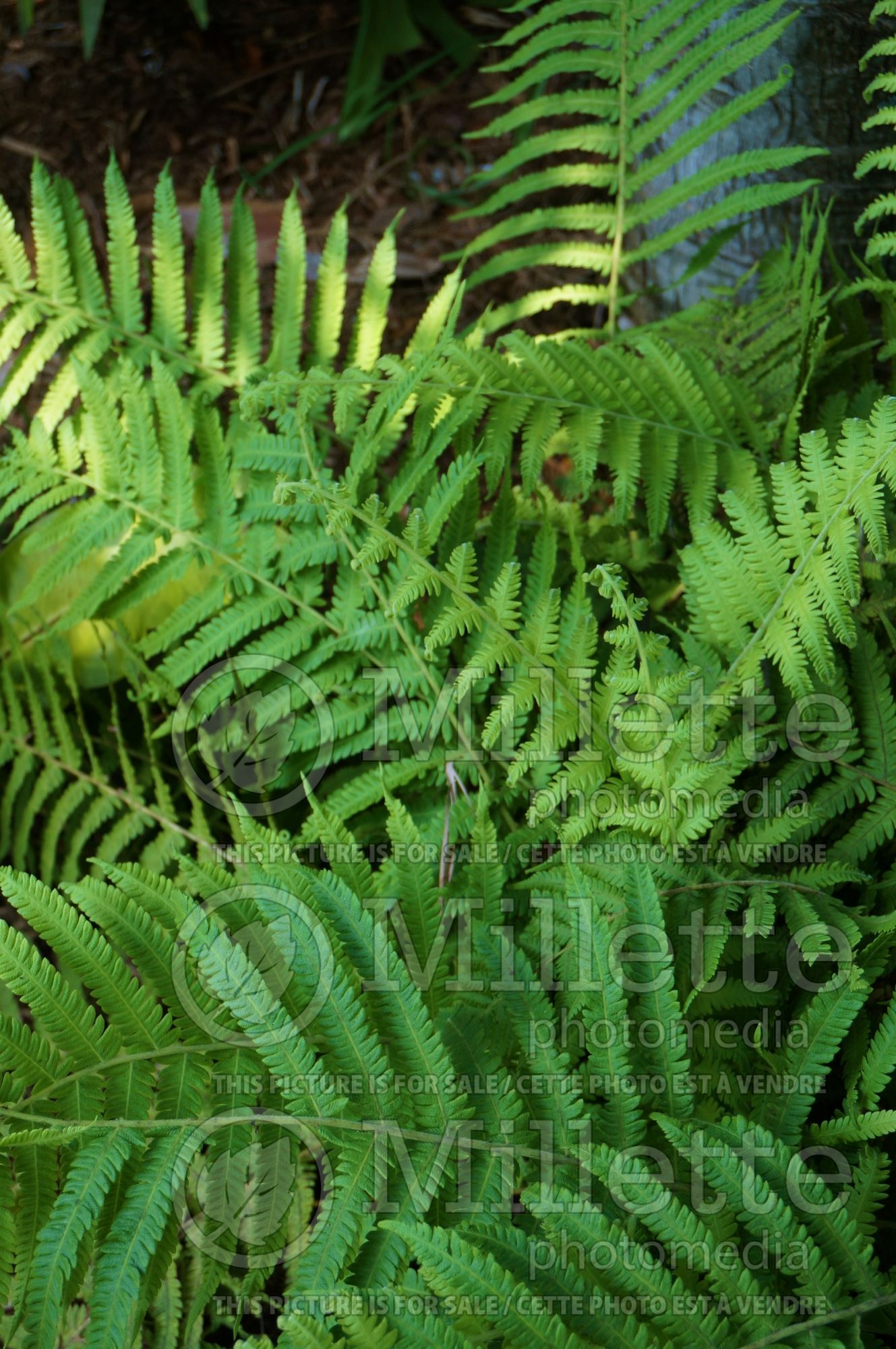 Christella kunthii aka Thelypteris normalis (maiden ferns - fougère) 4