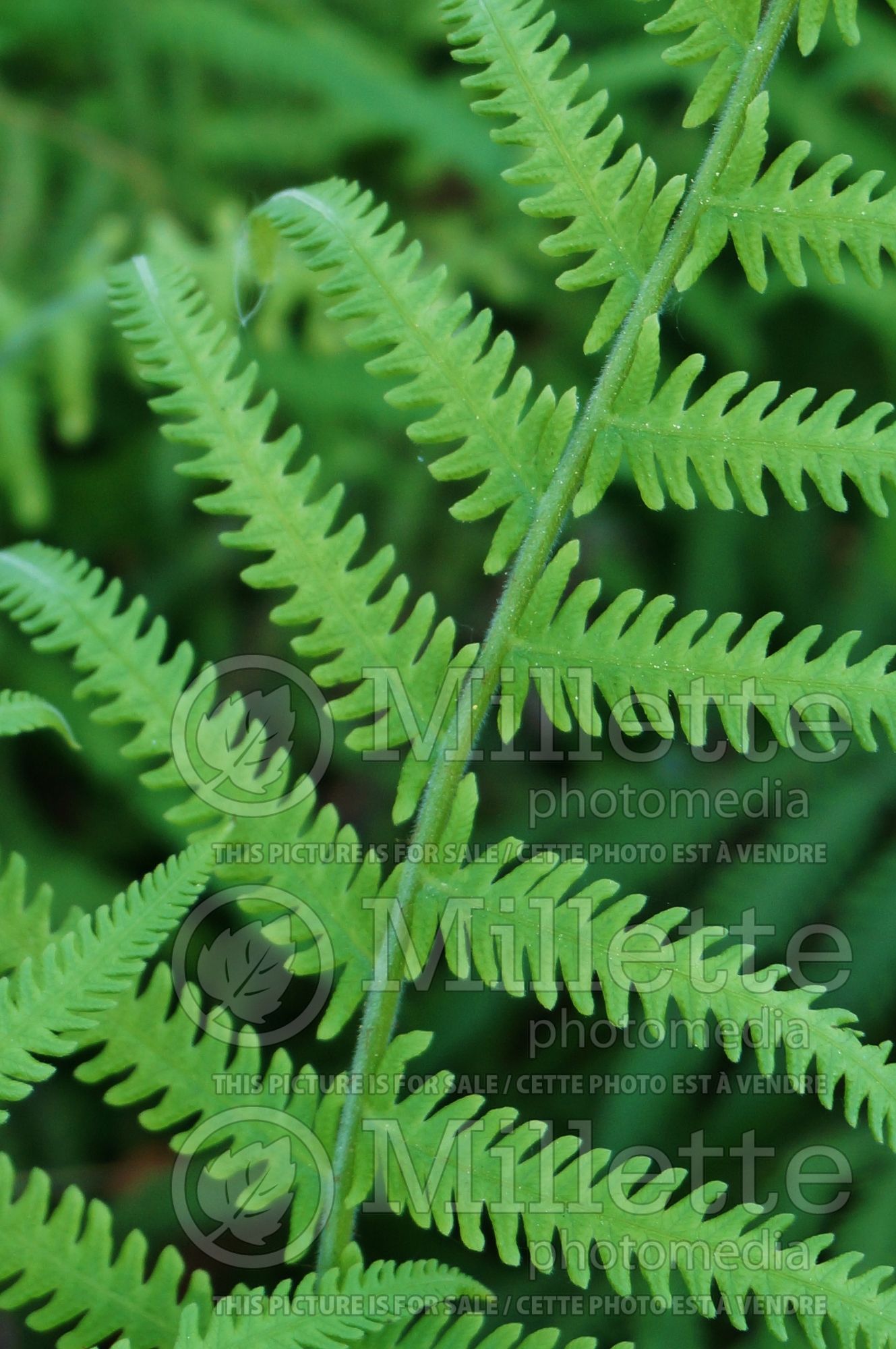 Christella kunthii aka Thelypteris normalis (maiden ferns - fougère) 5