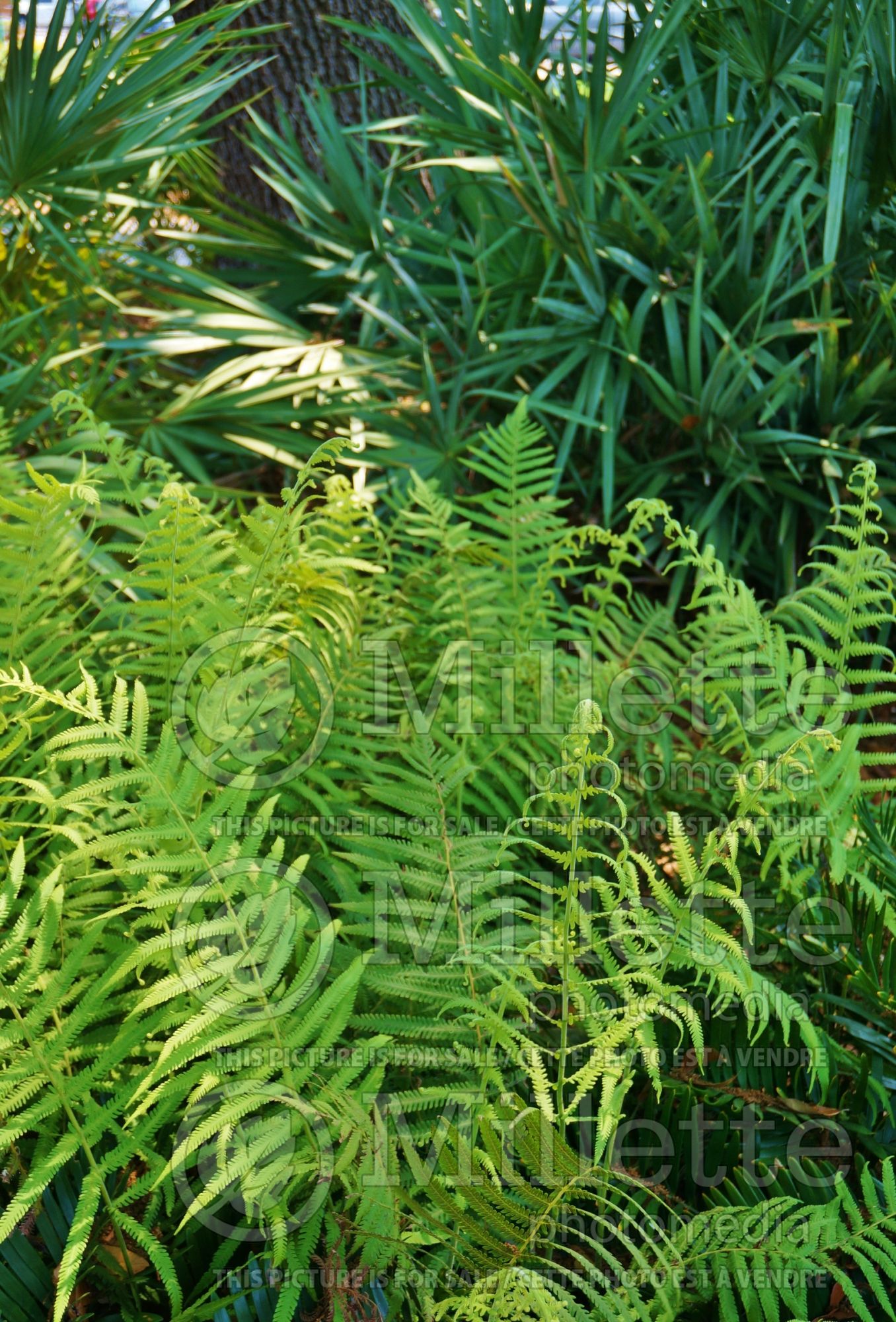 Christella kunthii aka Thelypteris normalis (maiden ferns - fougère) 6