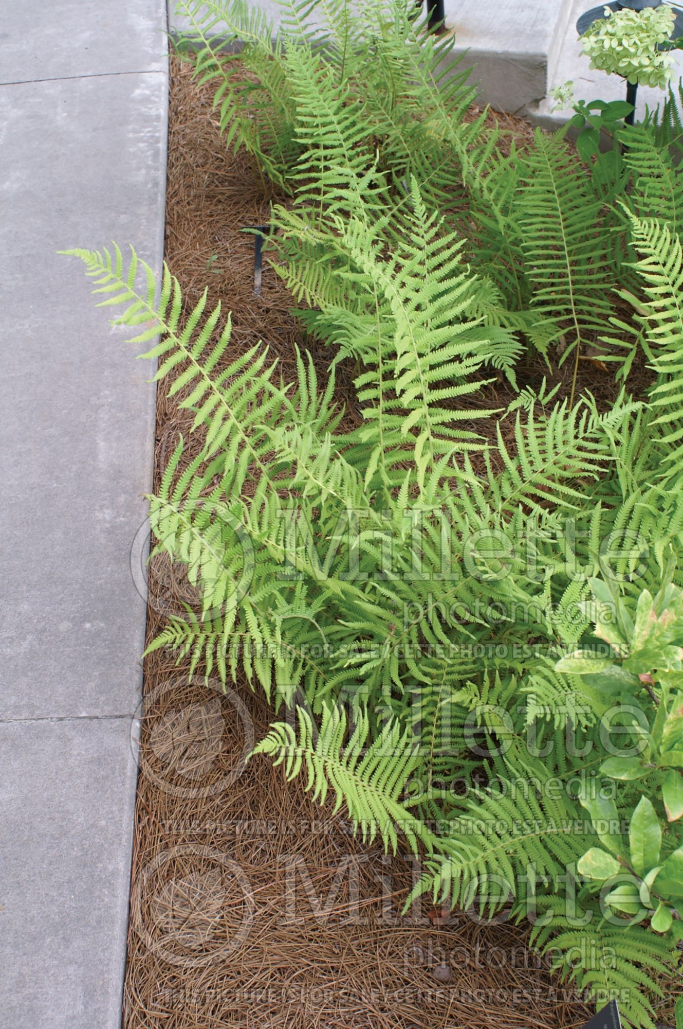Christella kunthii aka Thelypteris normalis (maiden ferns - fougère) 7