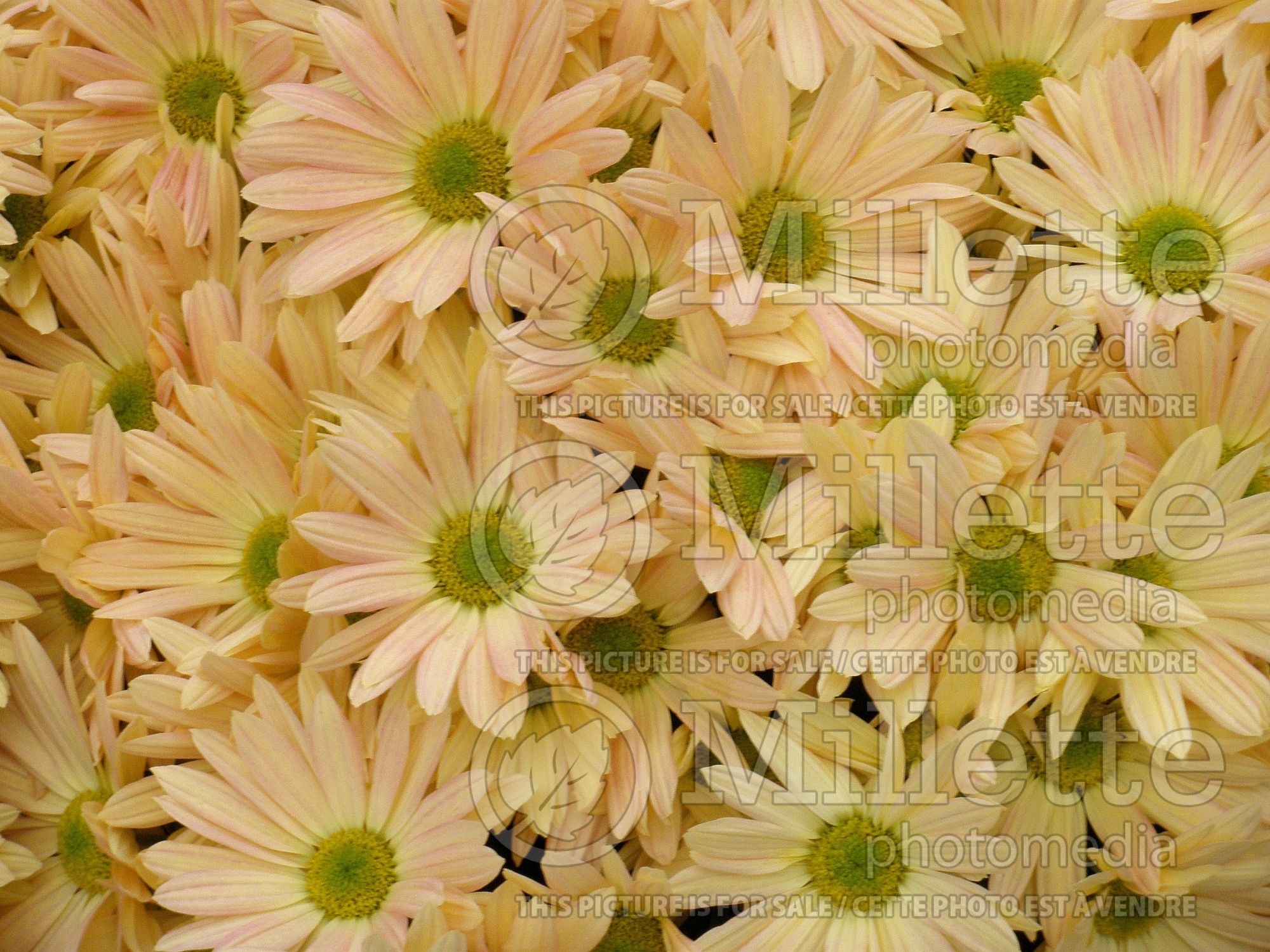 Chrysanthemum Coral Blush (Garden Mum) 1