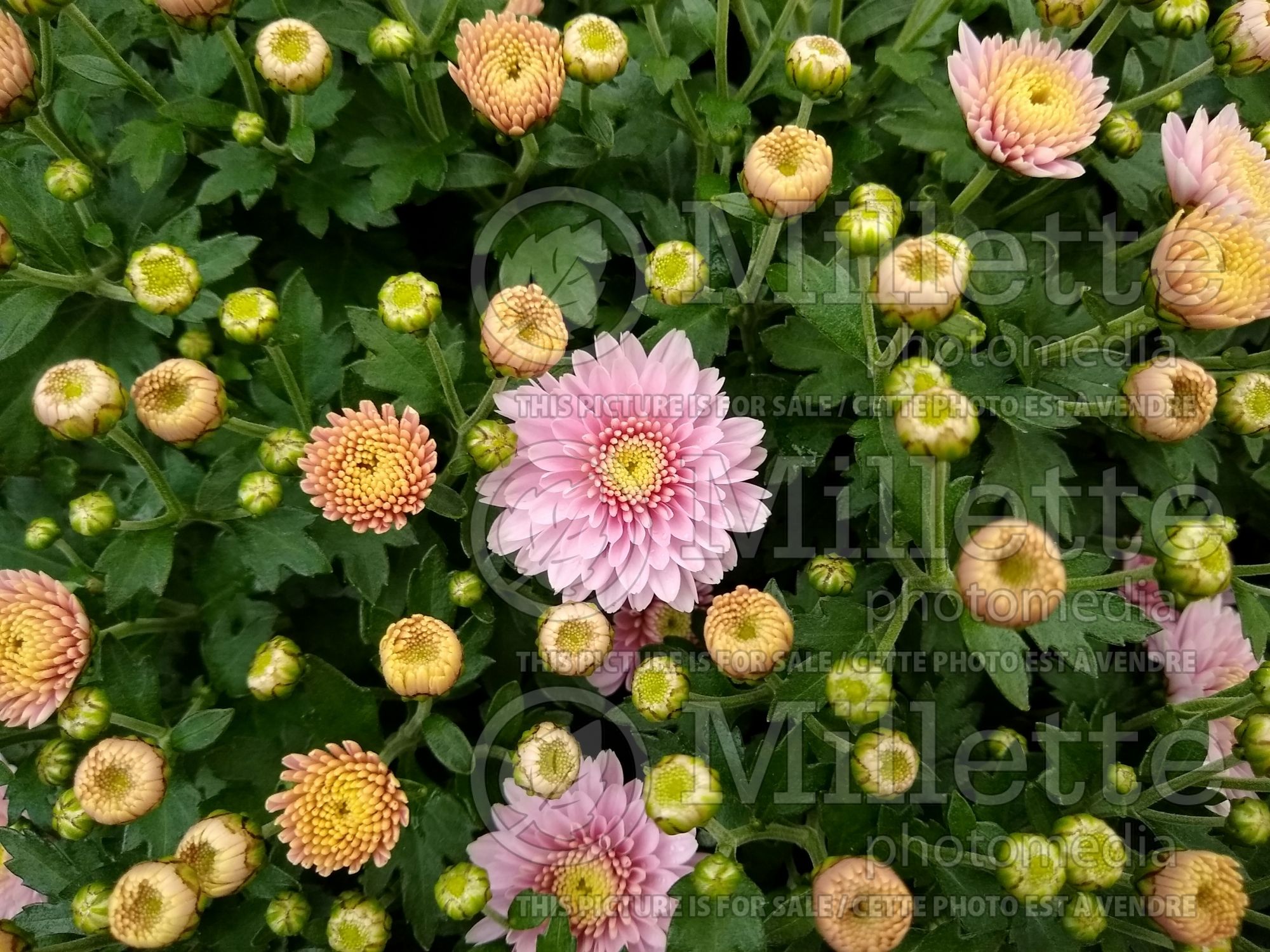Chrysanthemum Jasoda Dark Pink (Garden Mum) 1