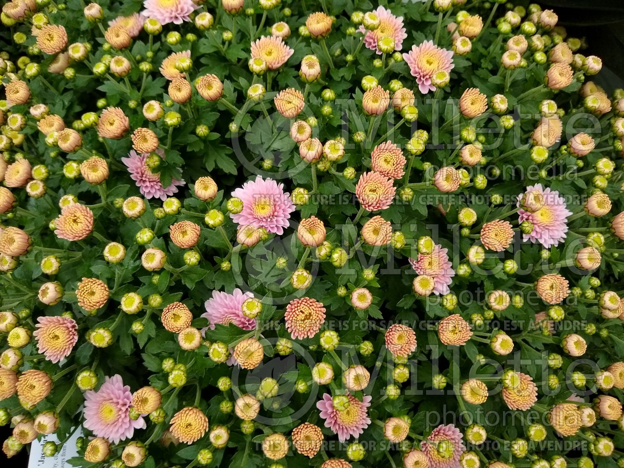 Chrysanthemum Jasoda Dark Pink (Garden Mum) 2