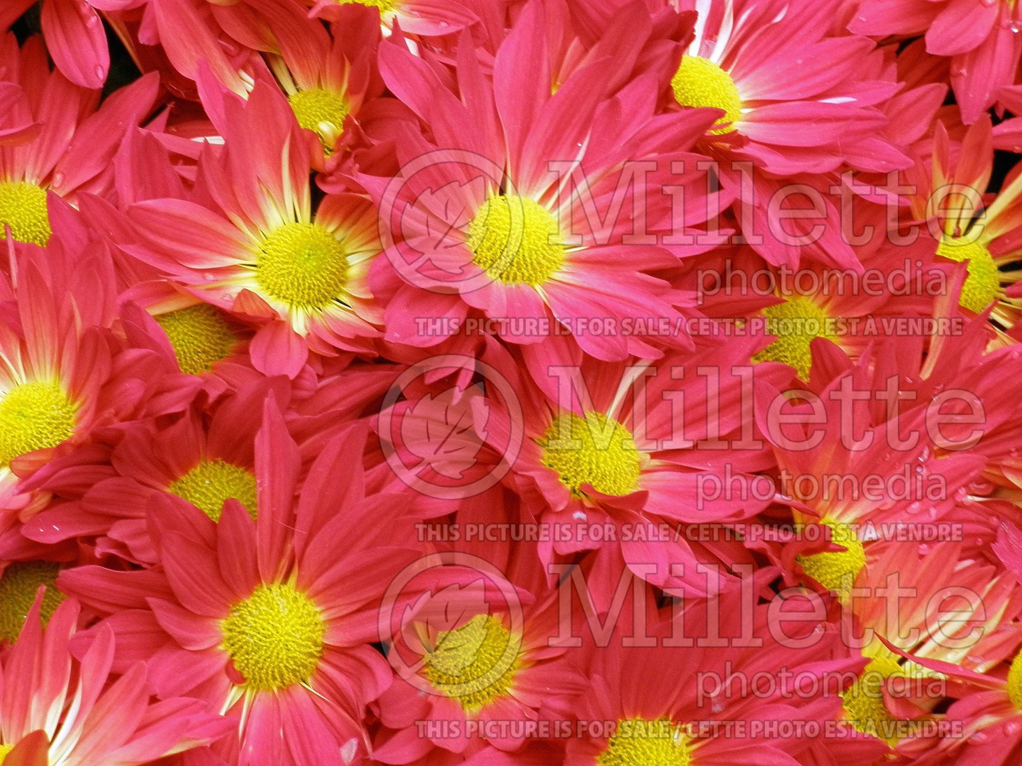 Chrysanthemum Red Auburn (Garden Mum) 1