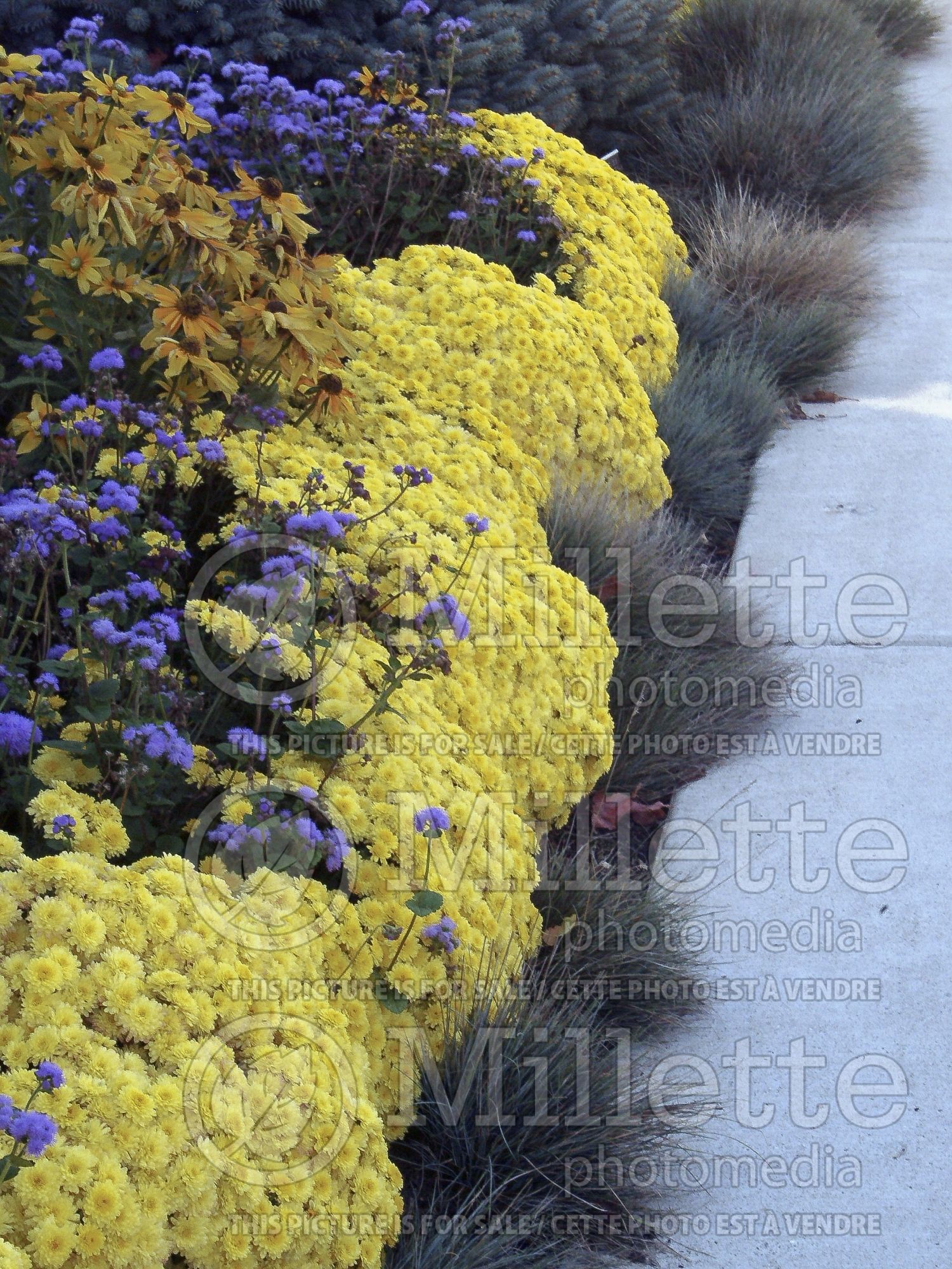 Chrysanthemum Sunny Ursula (Garden Mum) 1