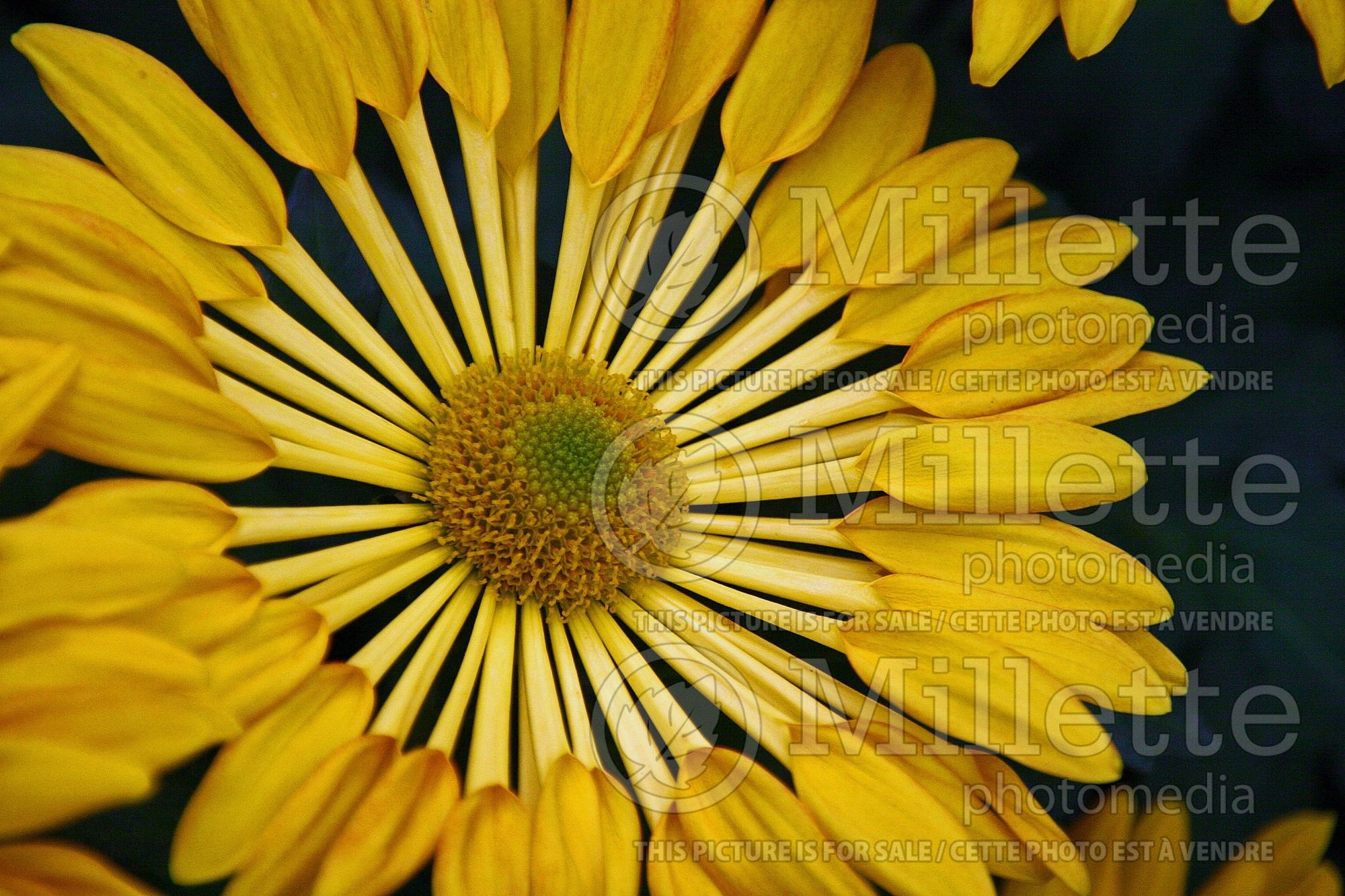 Chrysanthemum Trendy Time (Garden Mum) 1