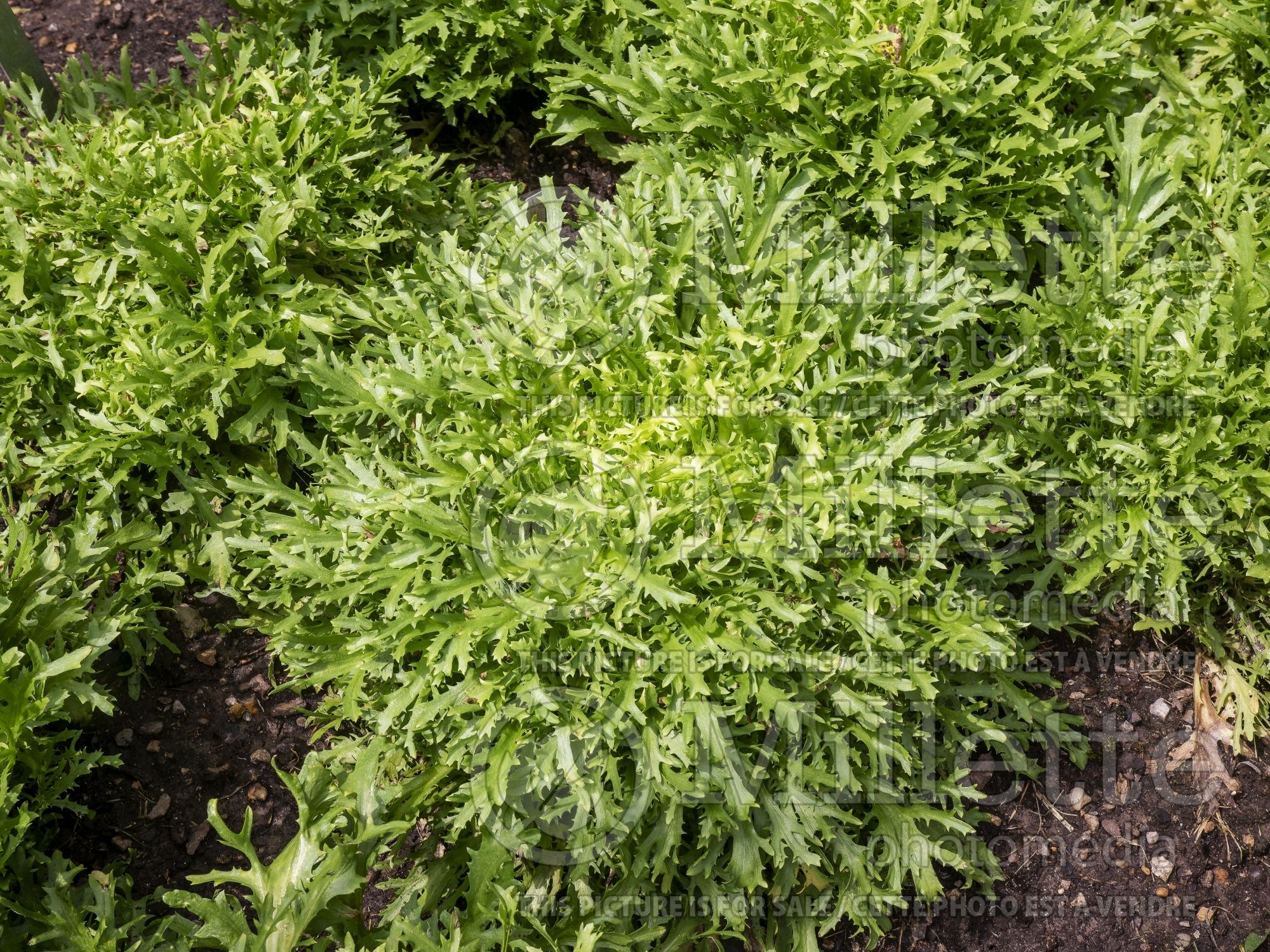 Cichorium Tres Fine Maraichere (endive lettuce vegetable) 1
