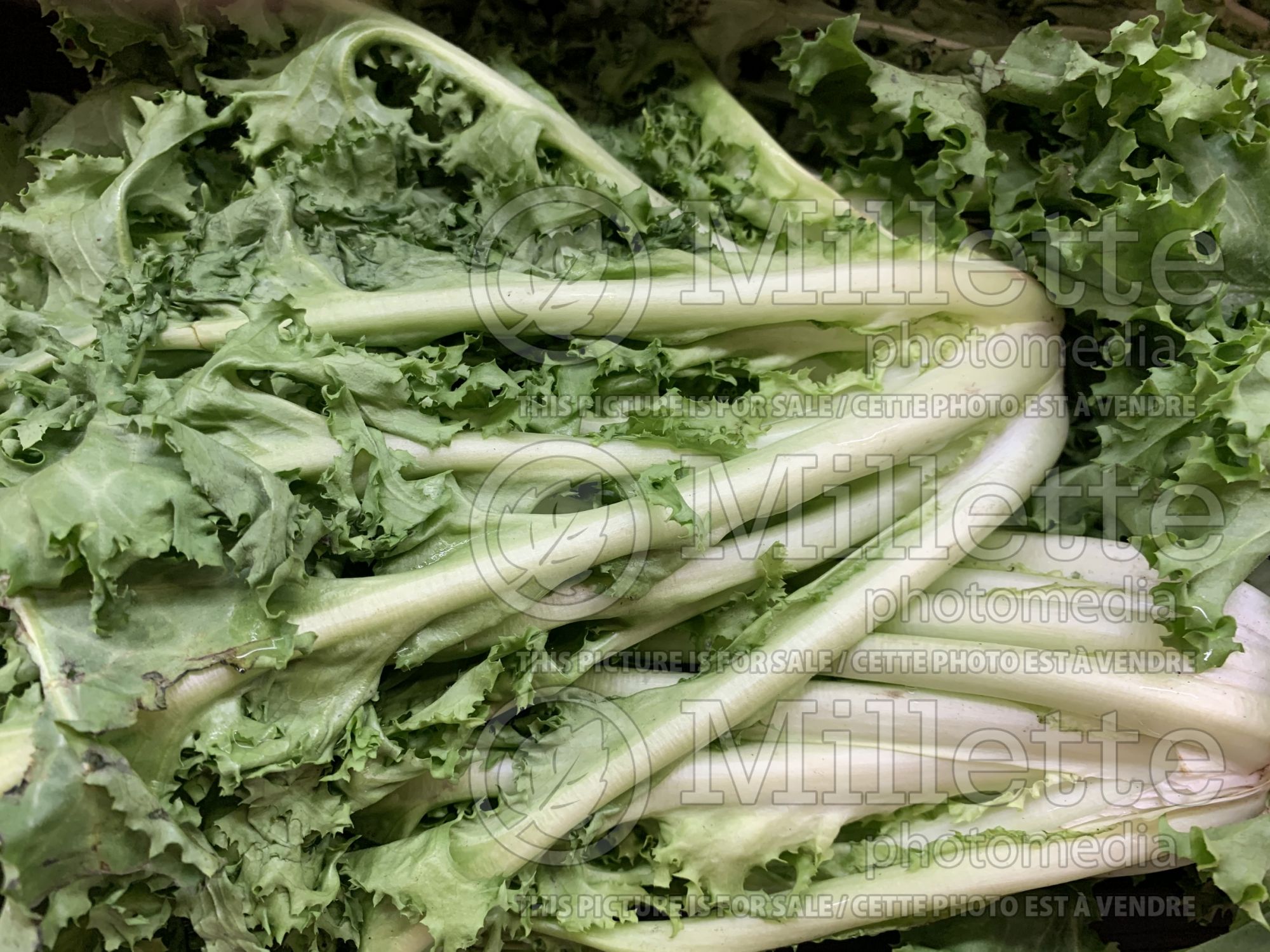 Cichorium endivia (Endive vegetable) 1