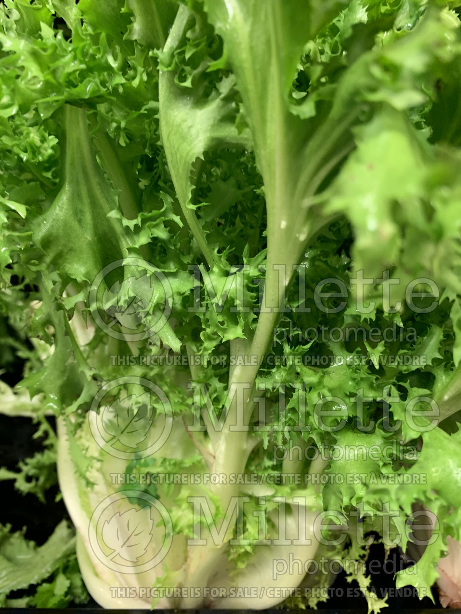 Cichorium endivia (Endive vegetable) 2