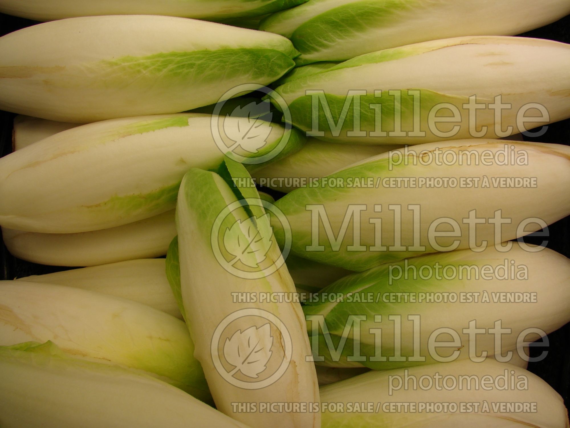 Cichorium endivia (Endive lettuce vegetable) 8