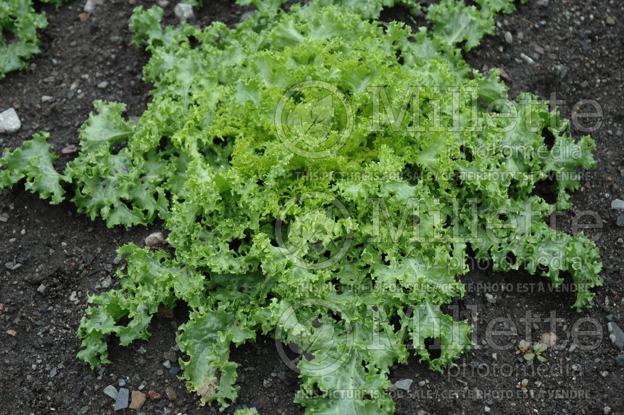 Cichorium Green Curled Ruffec (endive lettuce vegetable) 1