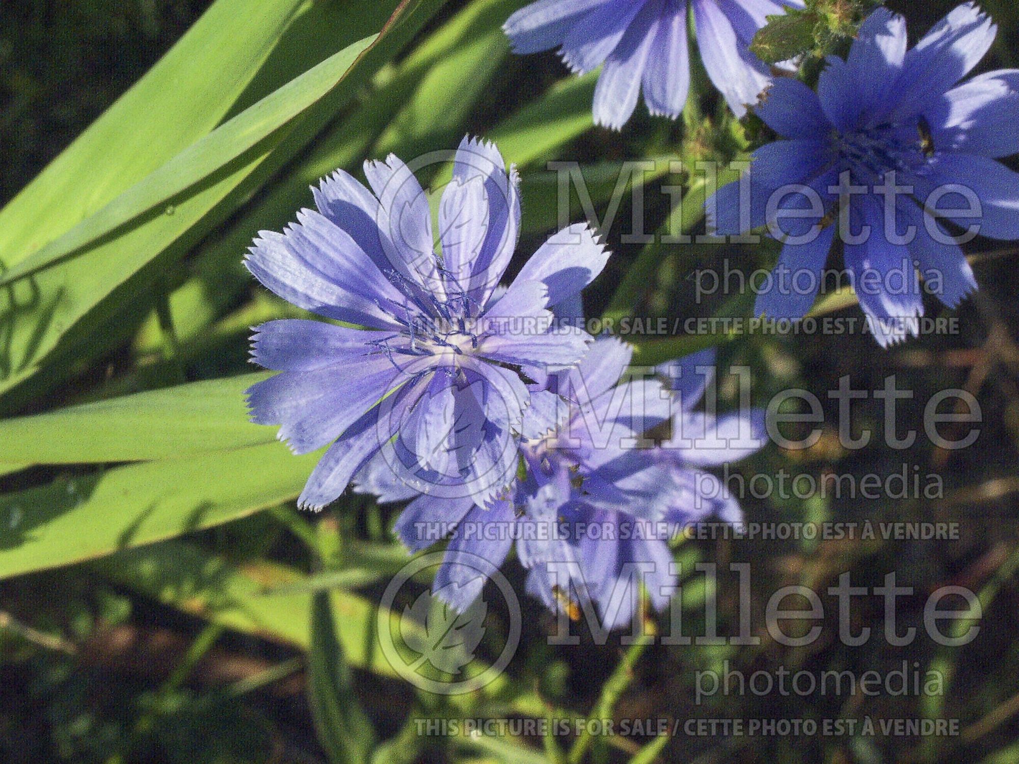 Cichorium intybus (Radicchio vegetable) 5