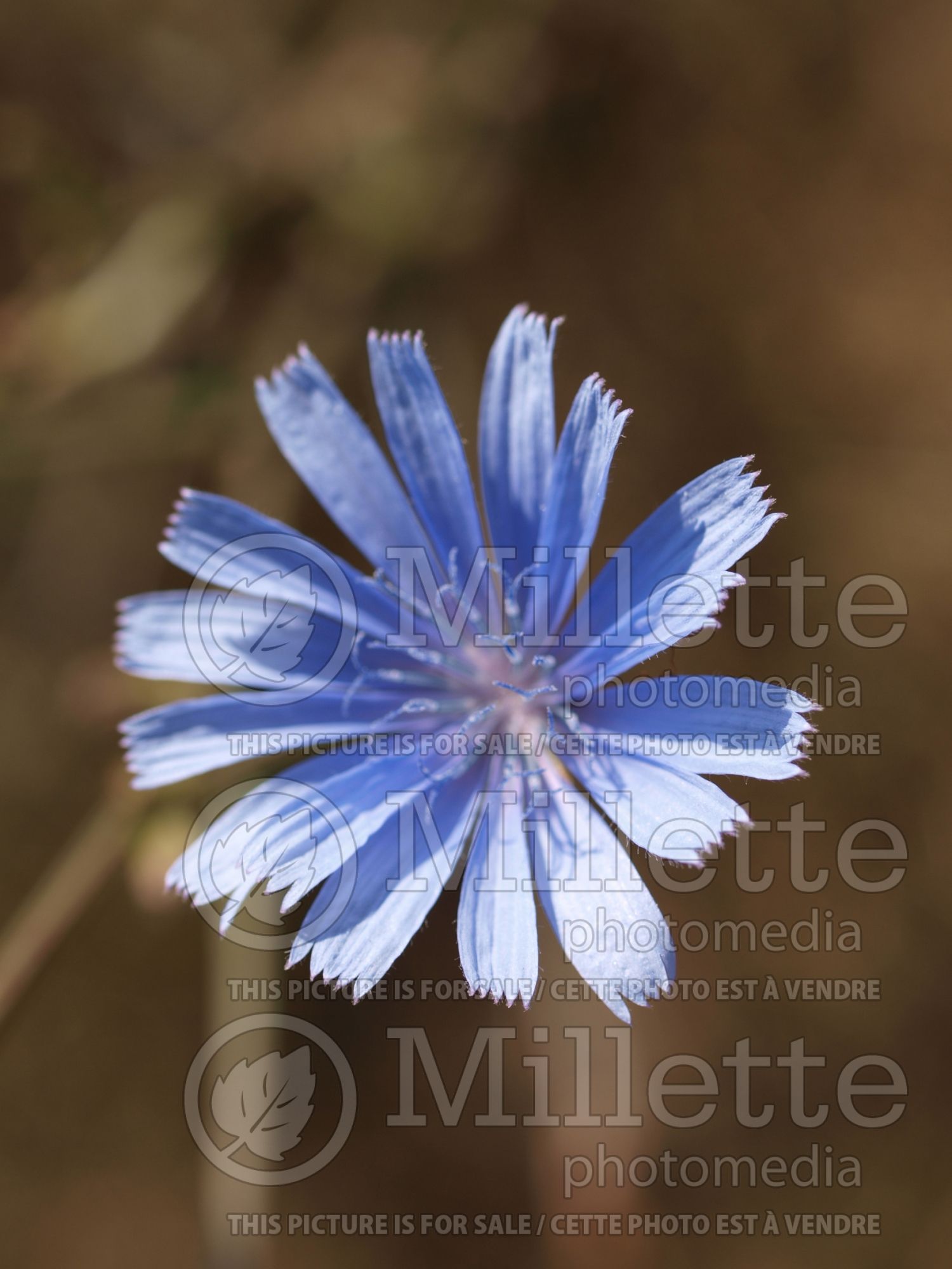 Cichorium intybus (chicory vegetable) 2