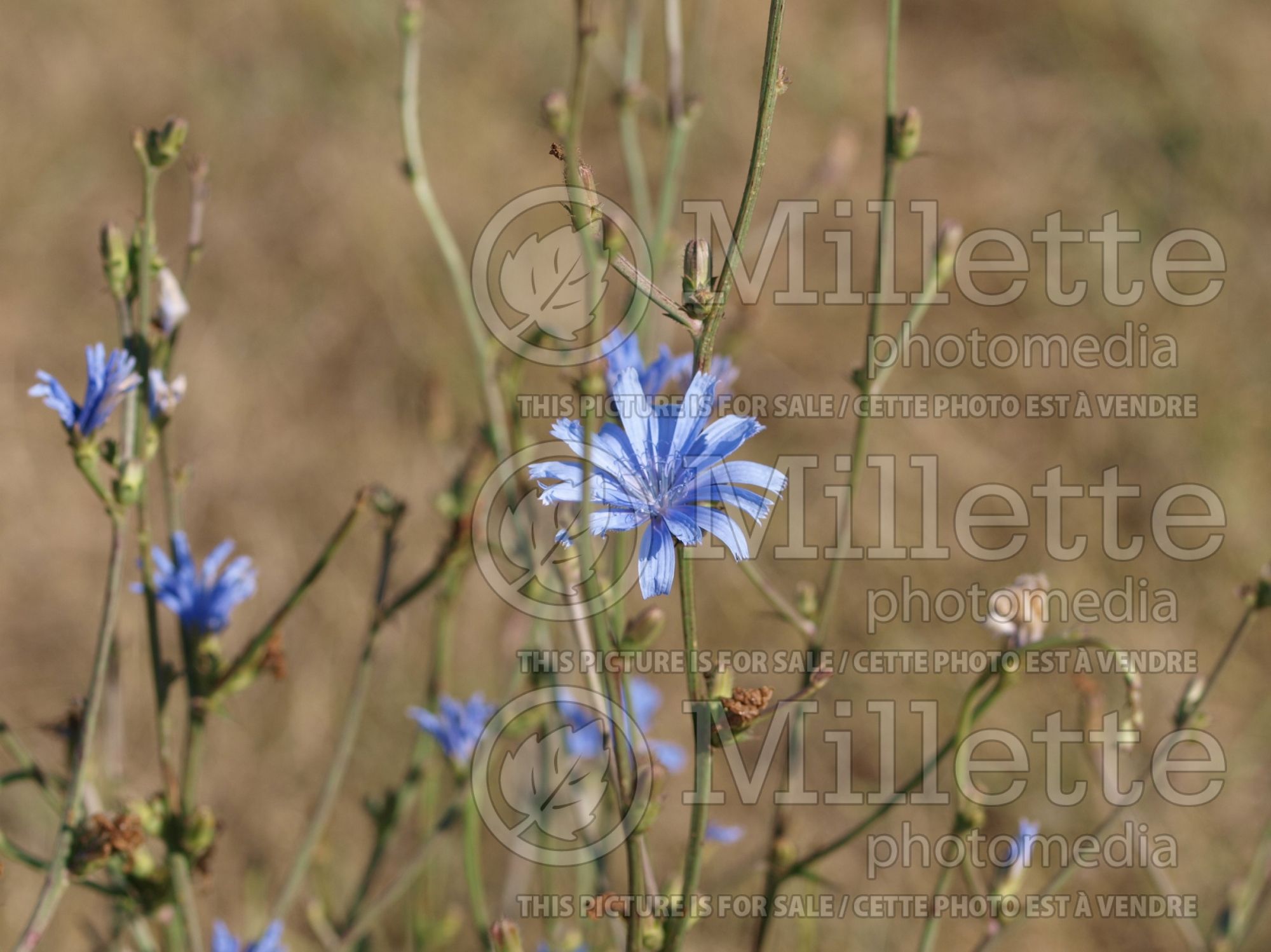 Cichorium intybus (Radicchio vegetable) 3