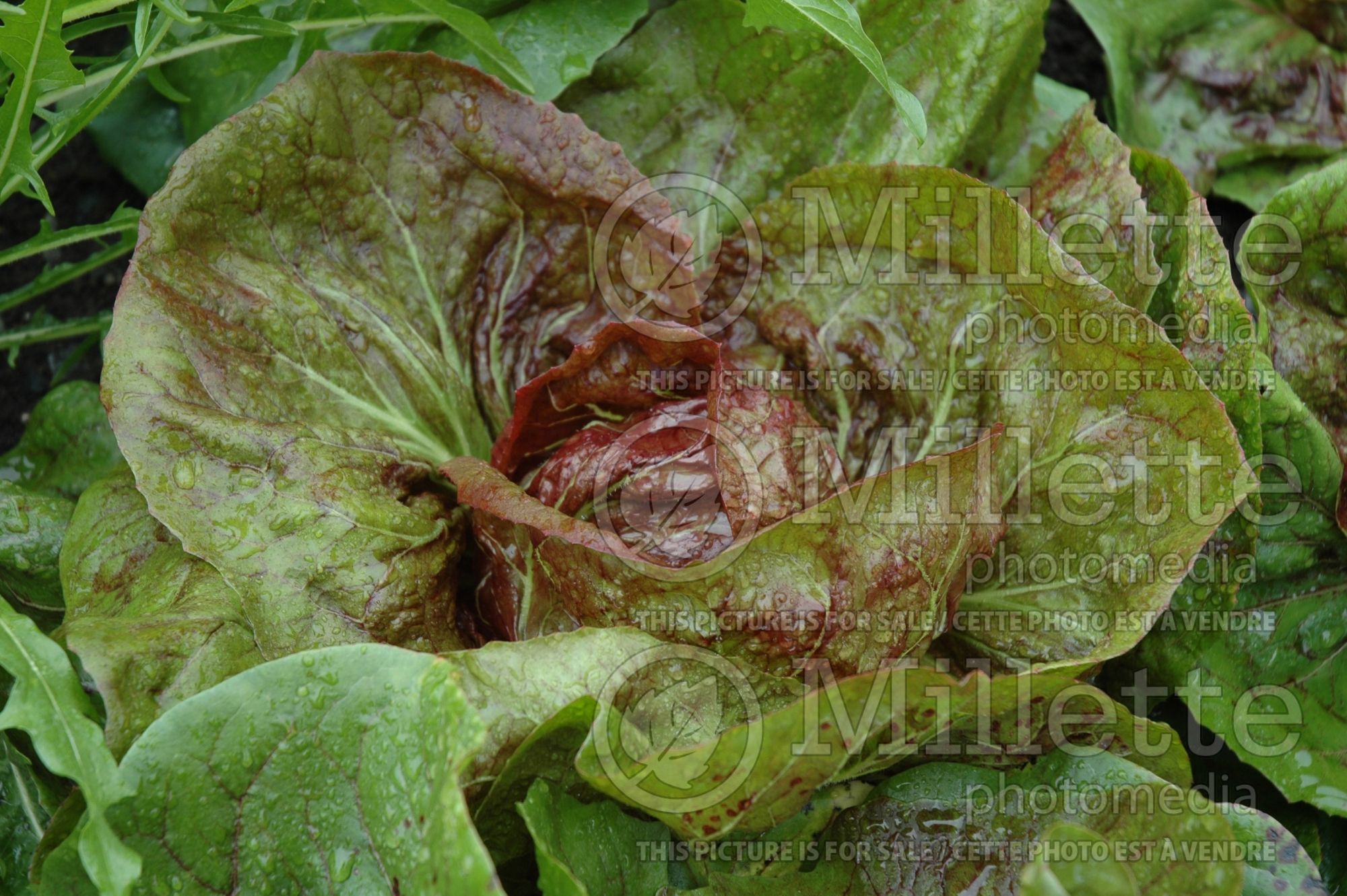 Cichorium Chioggia Red Preco No 1 (Radicchio Chicory lettuce vegetable) 2