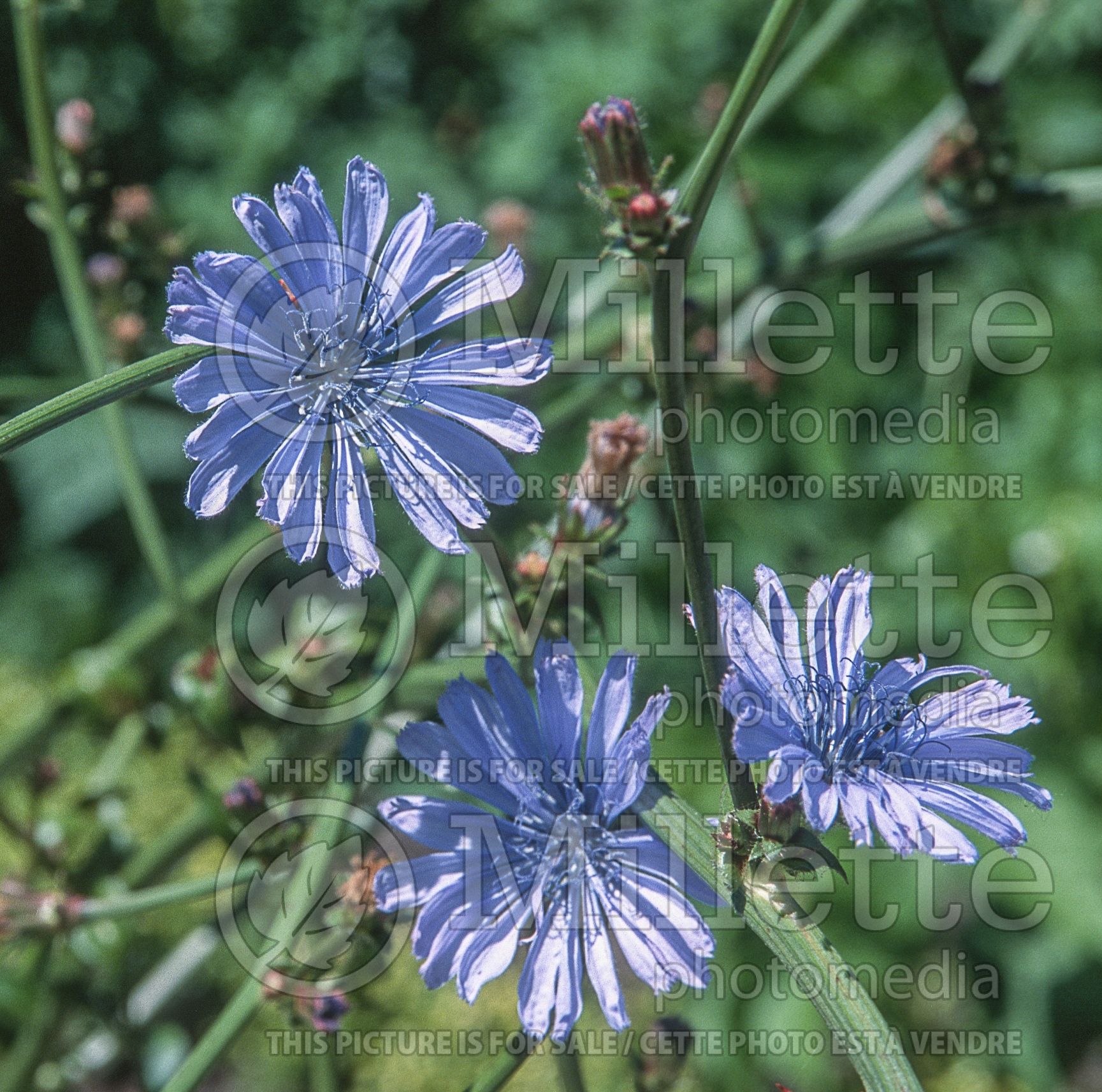 Cichorium intybus (Radicchio vegetable) 6