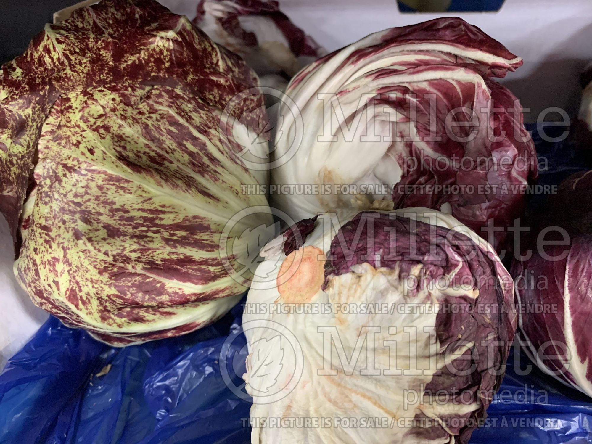 Cichorium intybus var. foliosum (Radicchio vegetable) 1