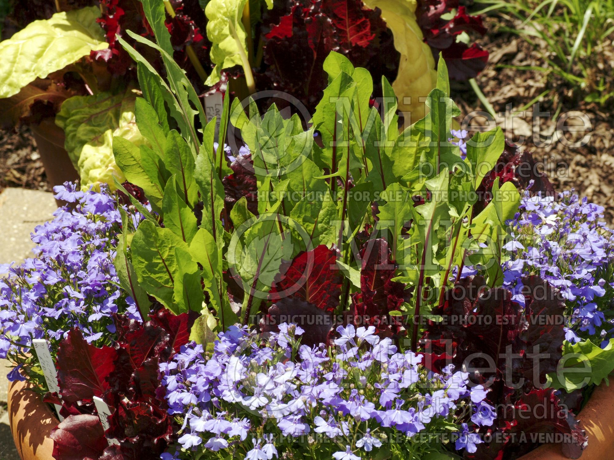 Cichorium Red Rib (chicory lettuce vegetable) 2