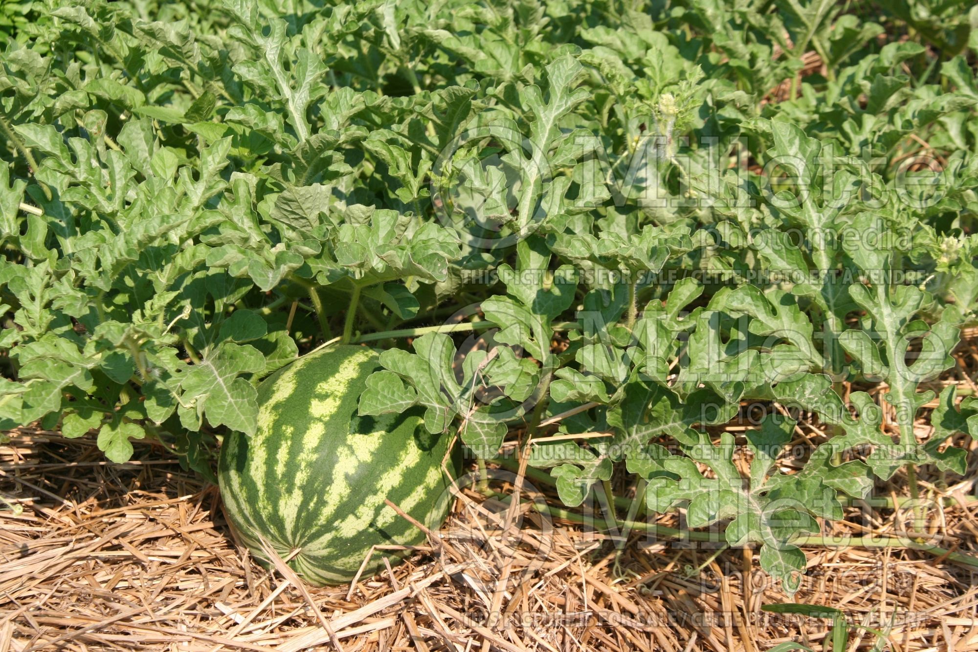Citrullus Crimson Sweet (Watermelon) 3