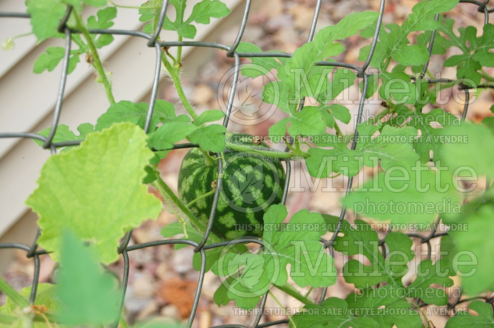 Citrullus Crimson Sweet (Watermelon) 4