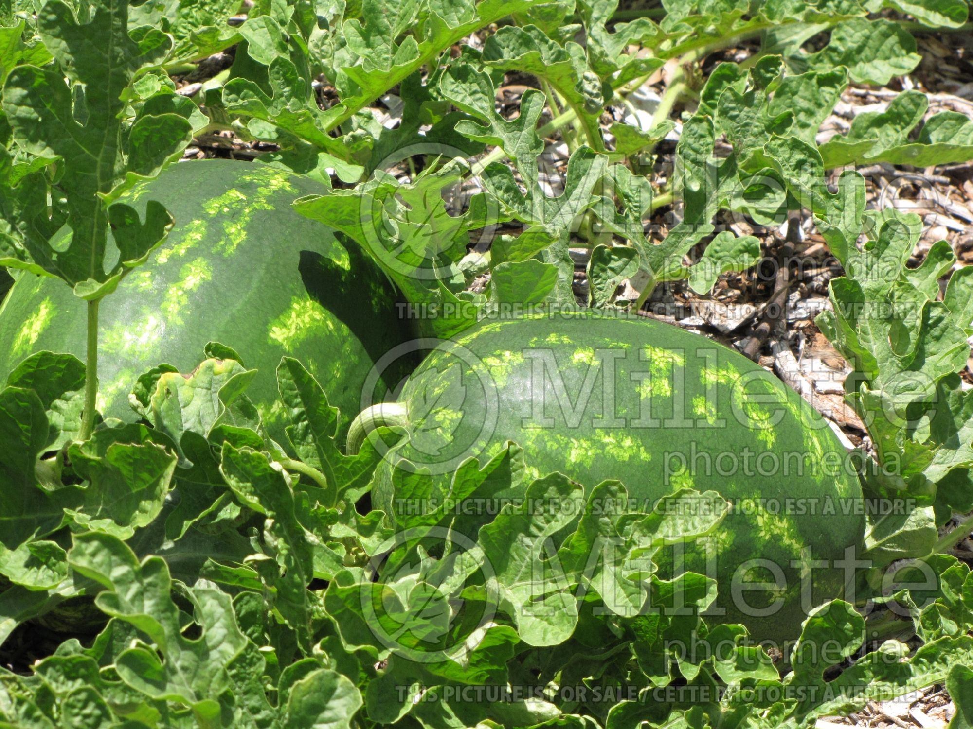 Citrullus lanatus (Watermelon vegetable - melon) 3