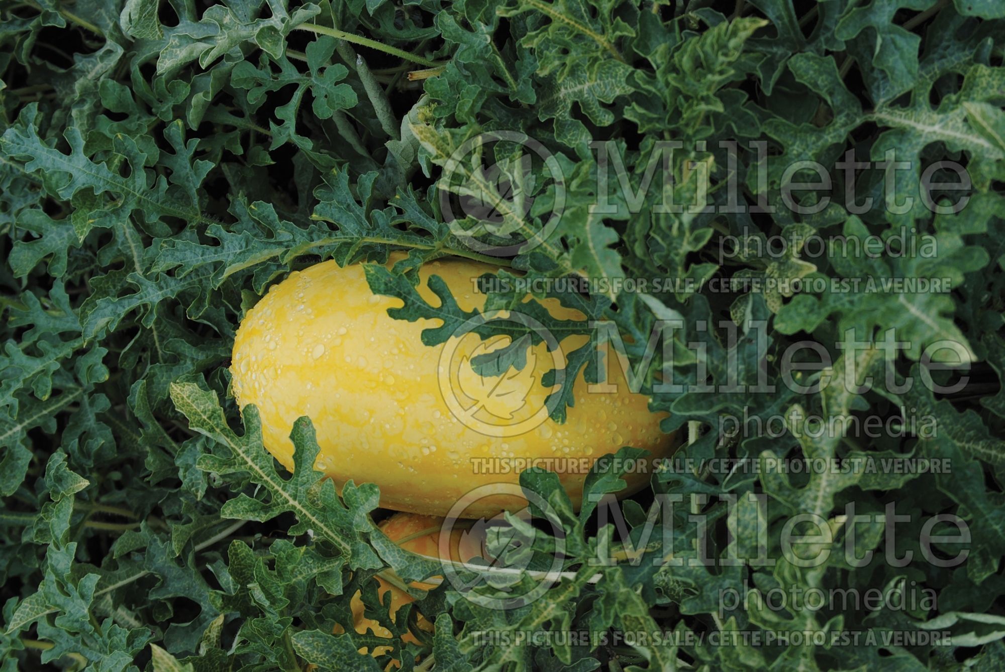Citrullus Gold in Gold (Watermelon) 1
