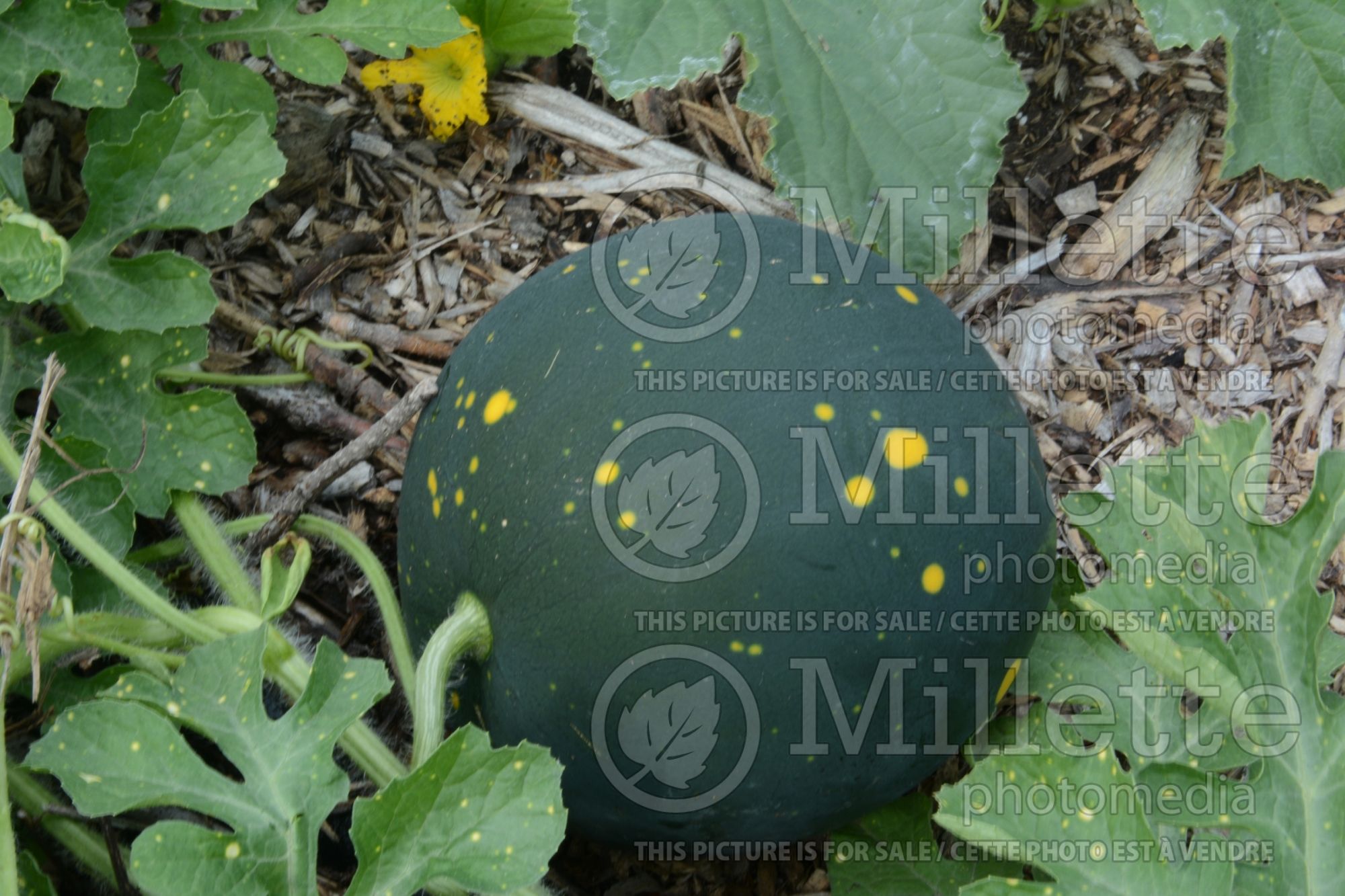 Citrullus Harvest Moon (Watermelon) 1