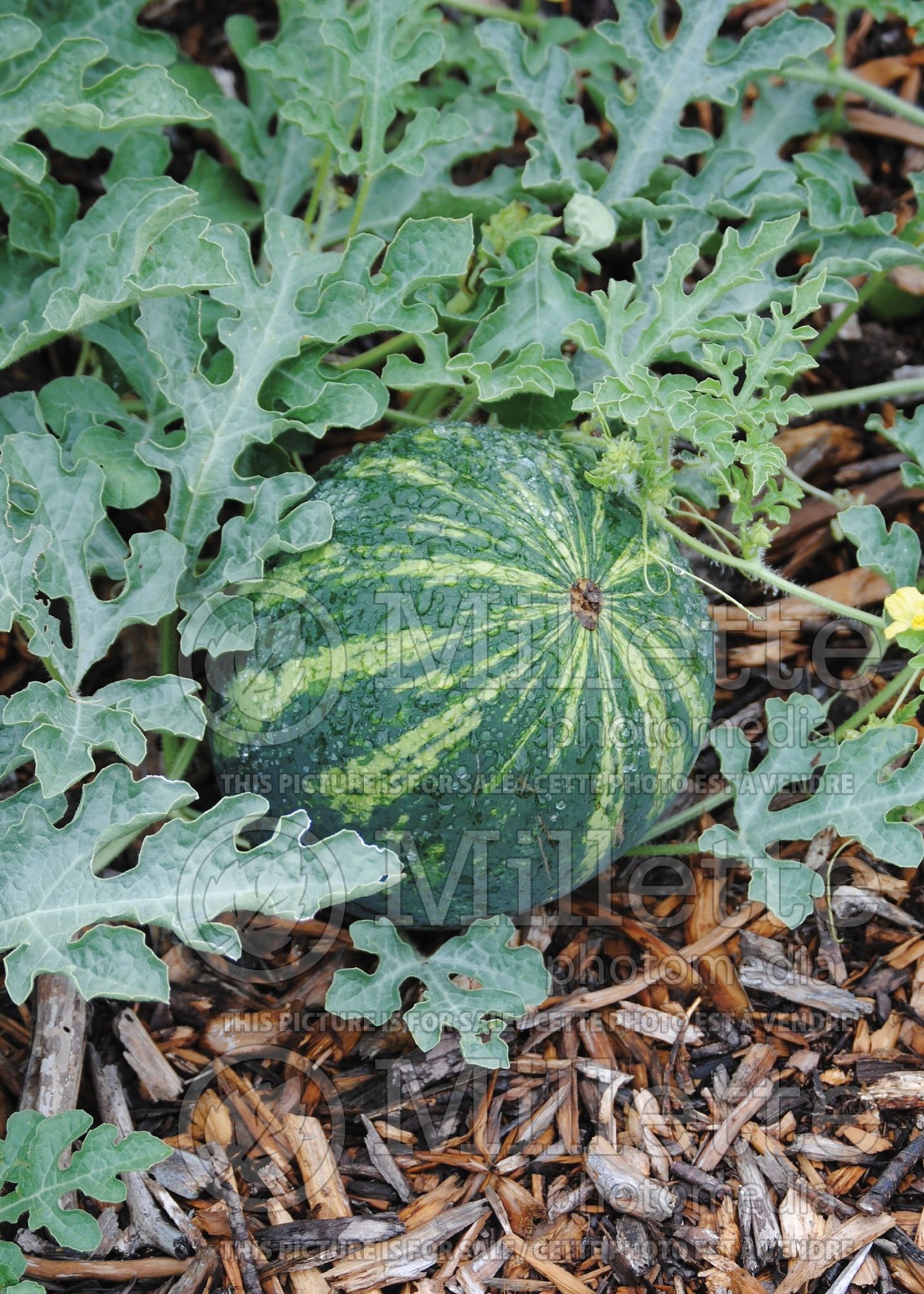 Citrullus Mini Love (Watermelon) 1