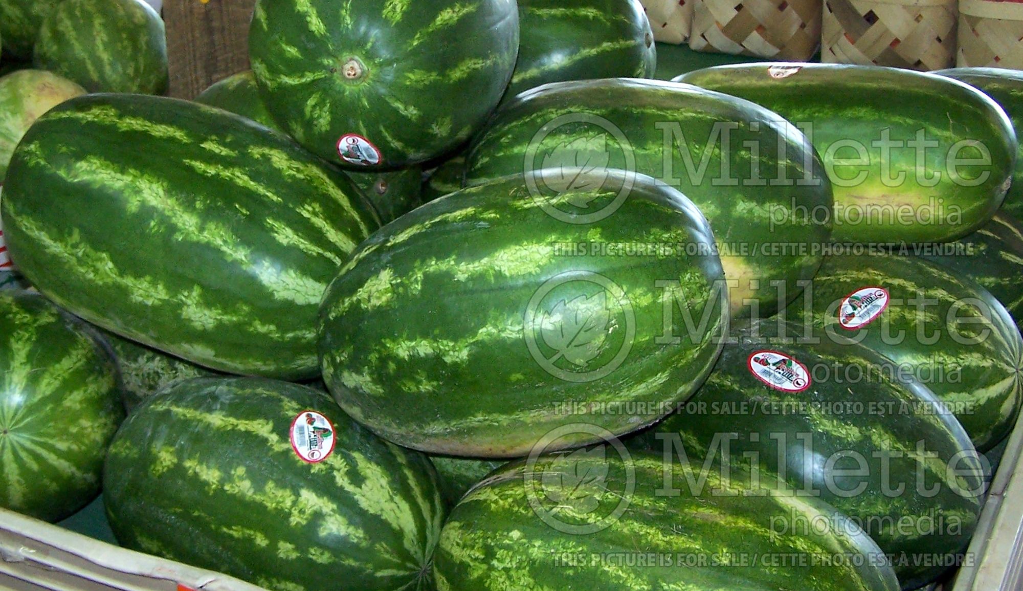 Citrullus Sangria (Watermelon vegetable - pasteque) 2