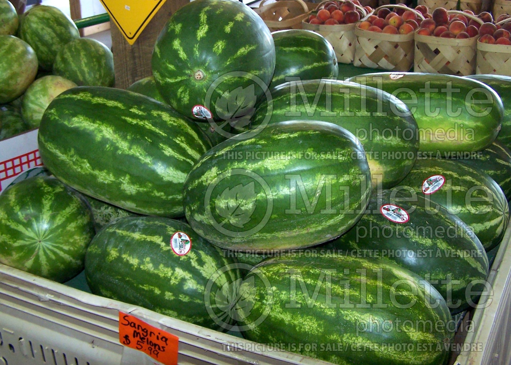 Citrullus Sangria (Watermelon vegetable - pasteque) 1