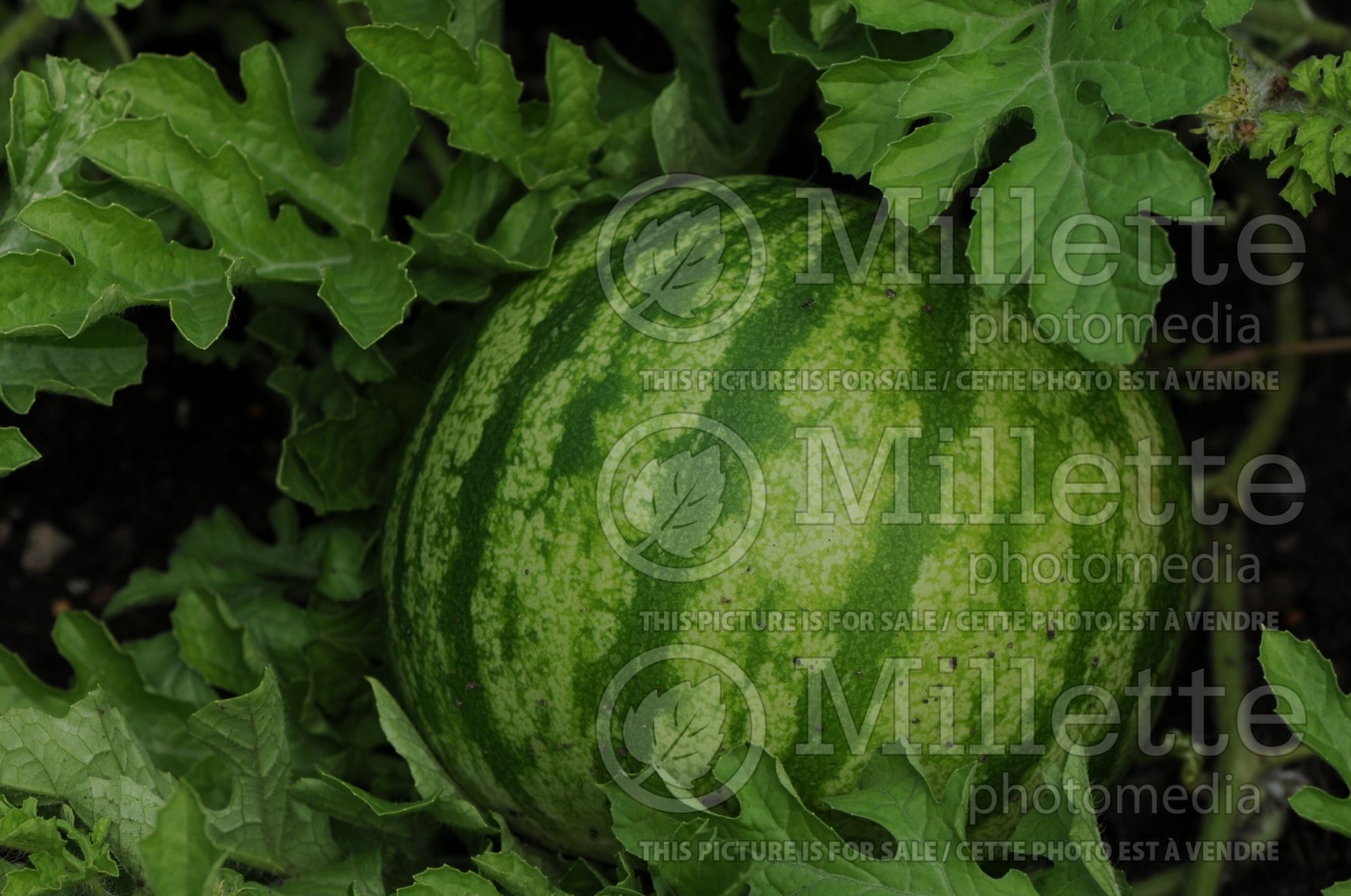 Citrullus Shiny Boy (Watermelon) 5