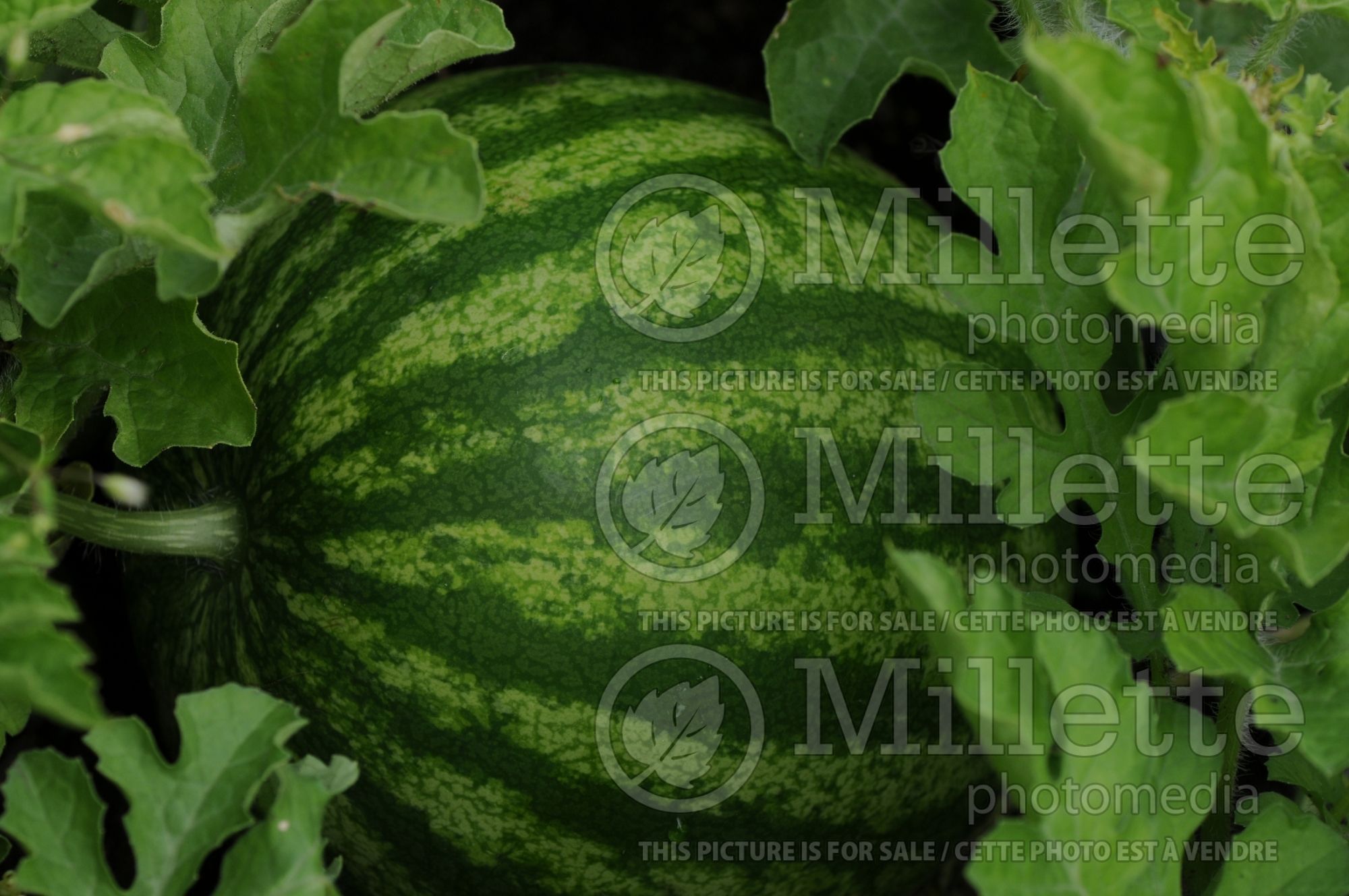 Citrullus Shiny Boy (Watermelon) 4
