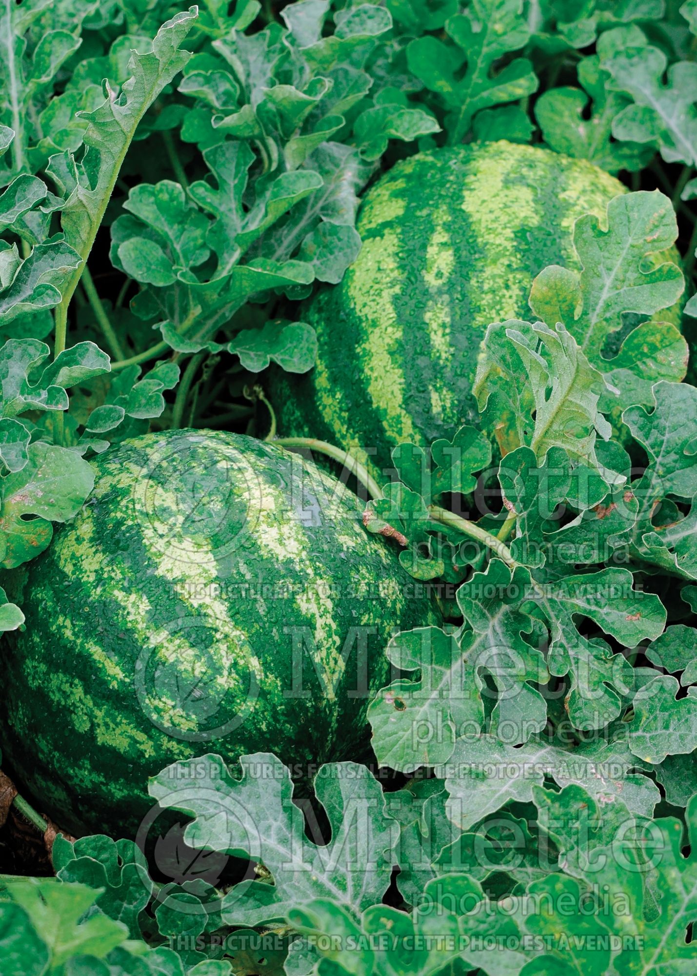 Citrullus Shiny Boy (Watermelon) 3