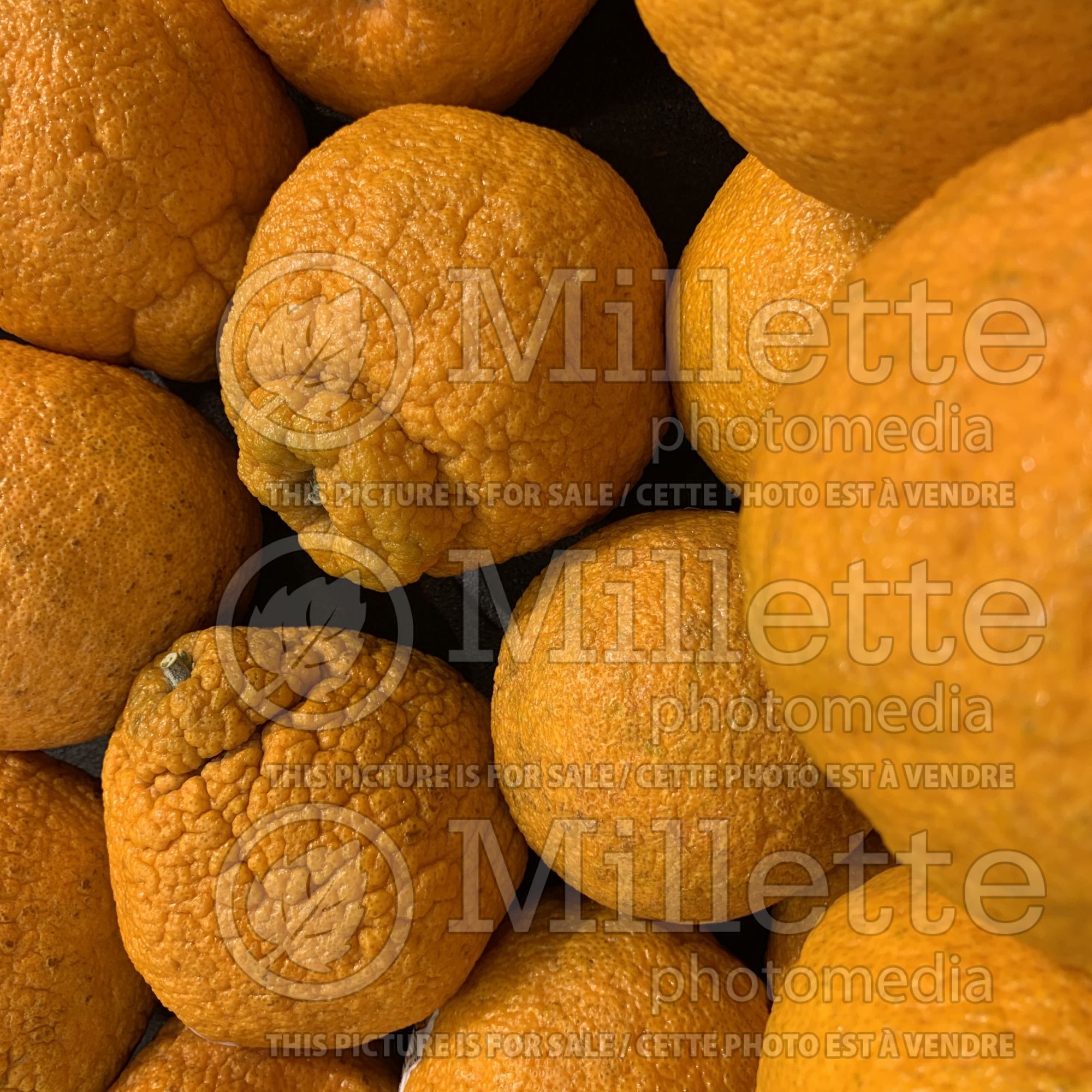 Citrus Shiranui (Sumo mandarin orange) 3