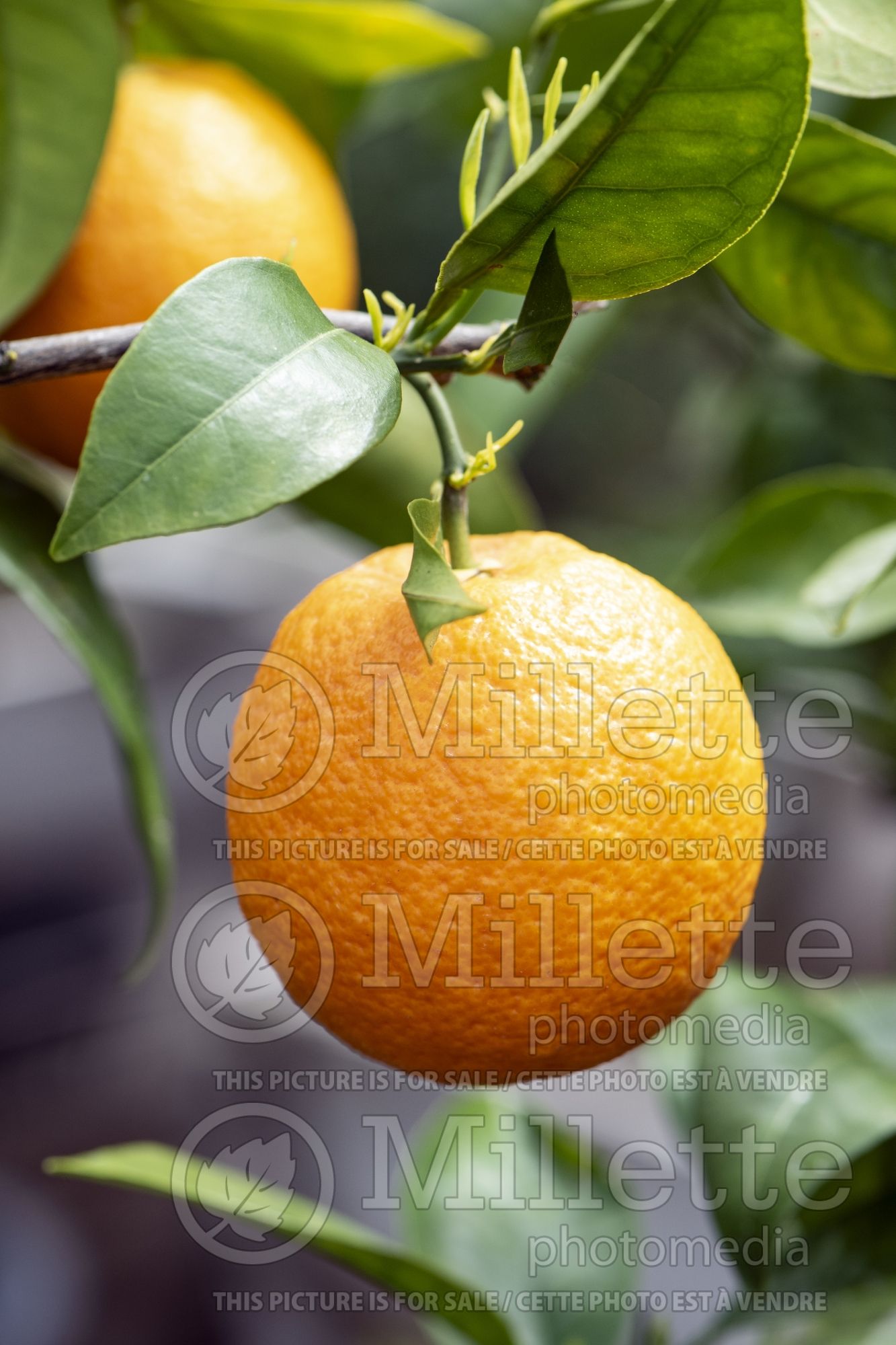 Citrus Trovita (Navel Orange Tree) 1